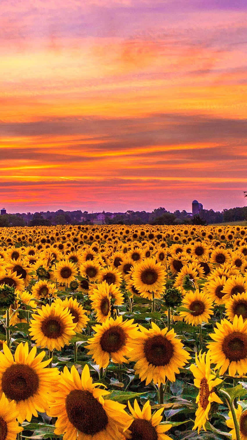 Sunflower Phone 桌布 壁紙 — 廣闊的向日葵田在橙、粉紅和紫色雲彩的熾熱日落天空下搖曳。