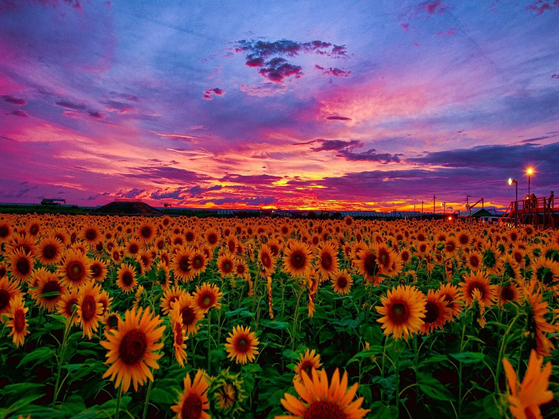 Sunflowers And Roses 桌布 壁紙 — 廣闊的向日葵田在絢麗的暮色天空下延伸，天空被染成火橙色和深紫色。