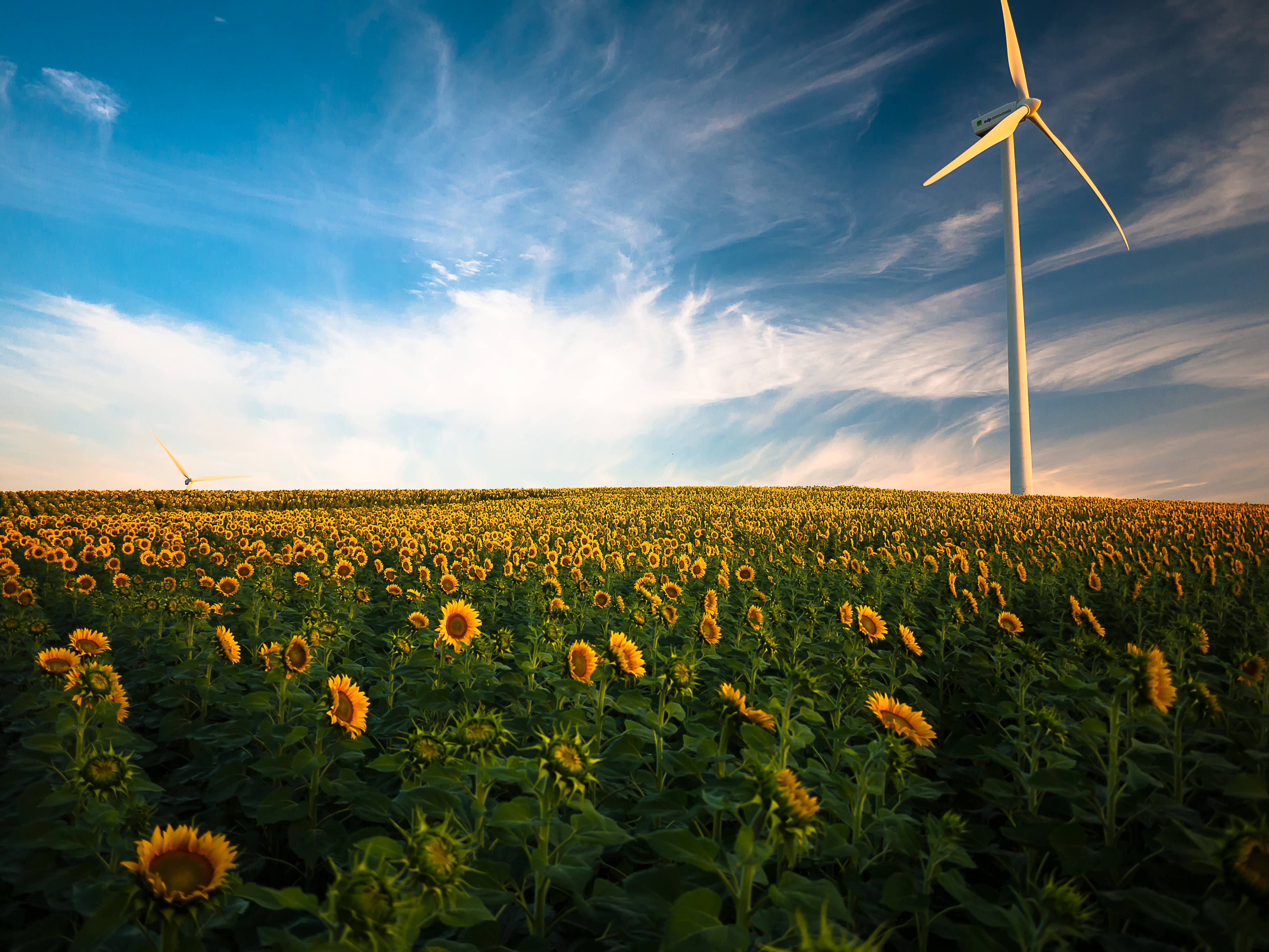 Energy 桌布 壁紙 — 廣闊的向日葵田在蔚藍的天空下延伸，天空中有縷縷白雲，地平線上矗立著一座高大的白色風力渦輪機。