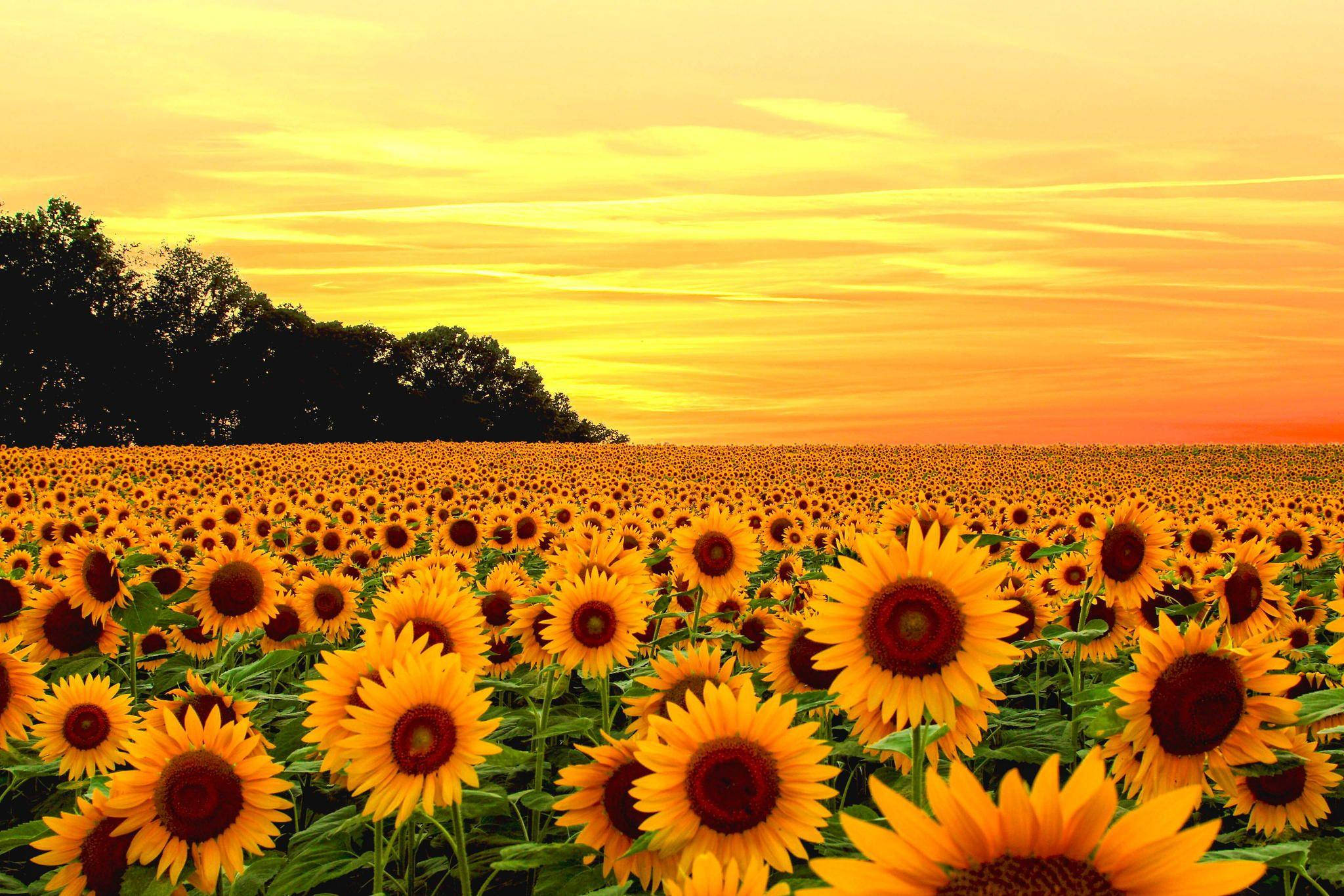 Sunflowers And Roses 桌布 壁紙 — 廣闊的向日葵田延伸至火紅的日落天空，地平線上有剪影般的樹木。
