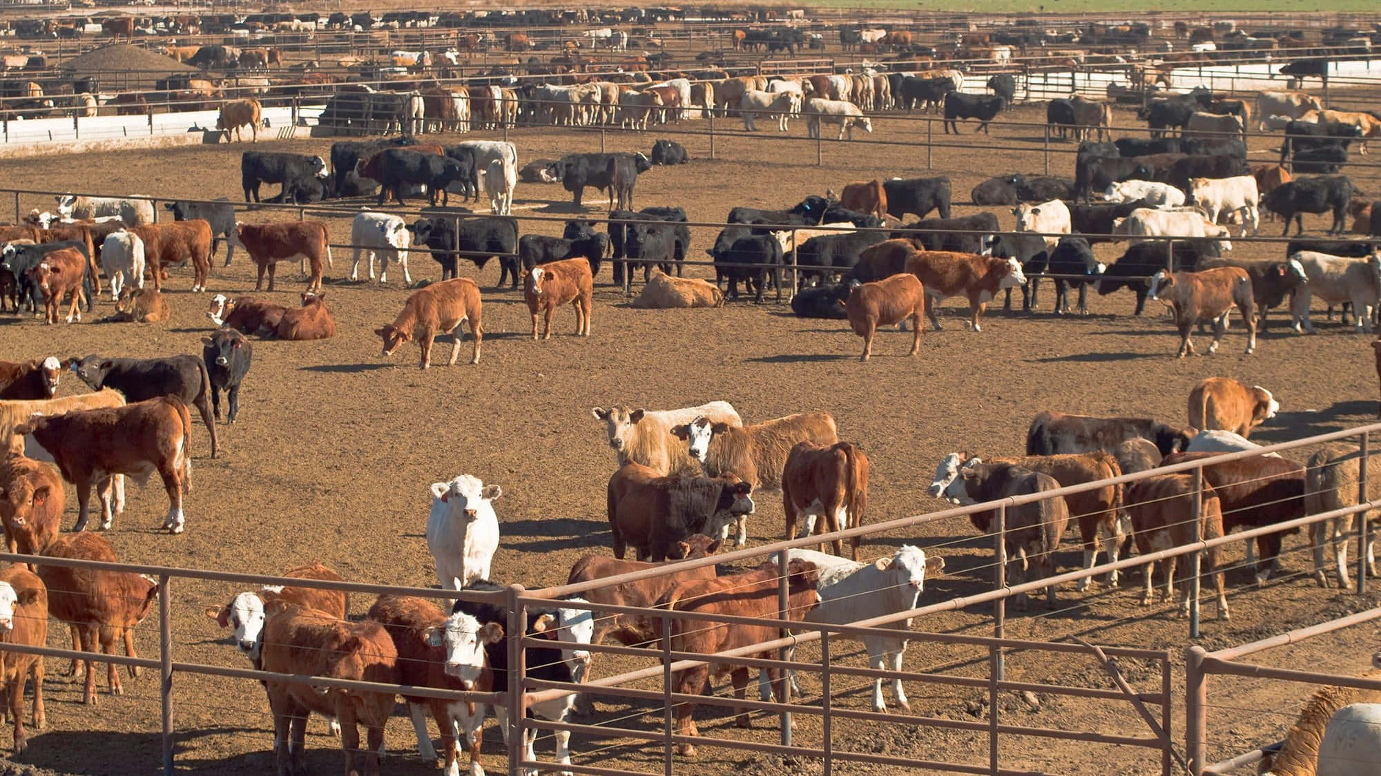 farm animals 桌布 壁紙 — 廣闊的圍欄牧場，充滿數百頭棕色、白色和黑色的牛隻，在明亮的日光下吃草或休息。