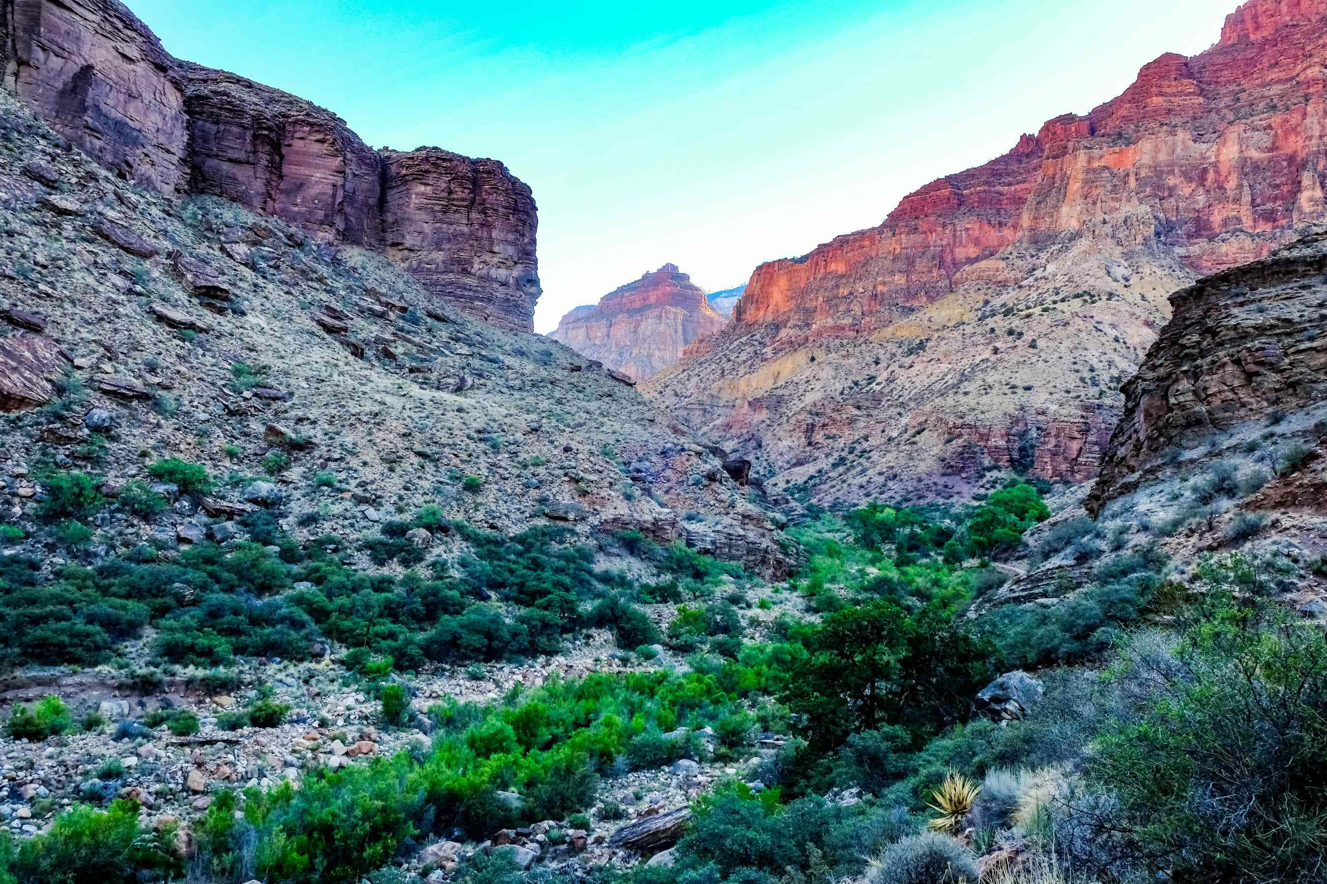grand canyon 桌布 壁紙 — 廣闊的峽谷，高聳的紅色岩壁和茂密的綠色灌木，在清澈的藍天下。