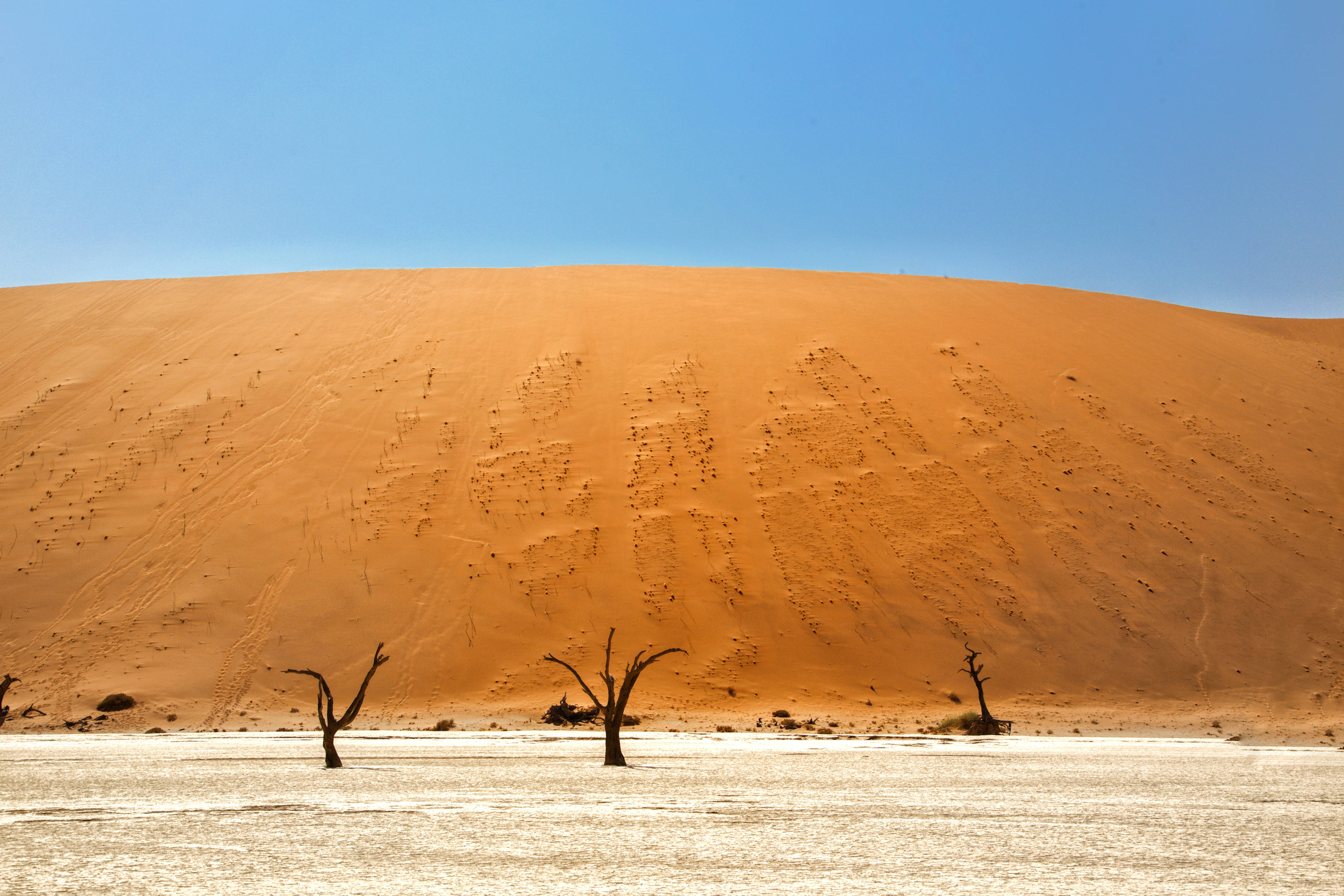 Namibia 桌布 壁紙 — 廣闊的橙色沙丘在明亮的藍天沙漠場景中，聳立在光禿禿的枯樹後面。