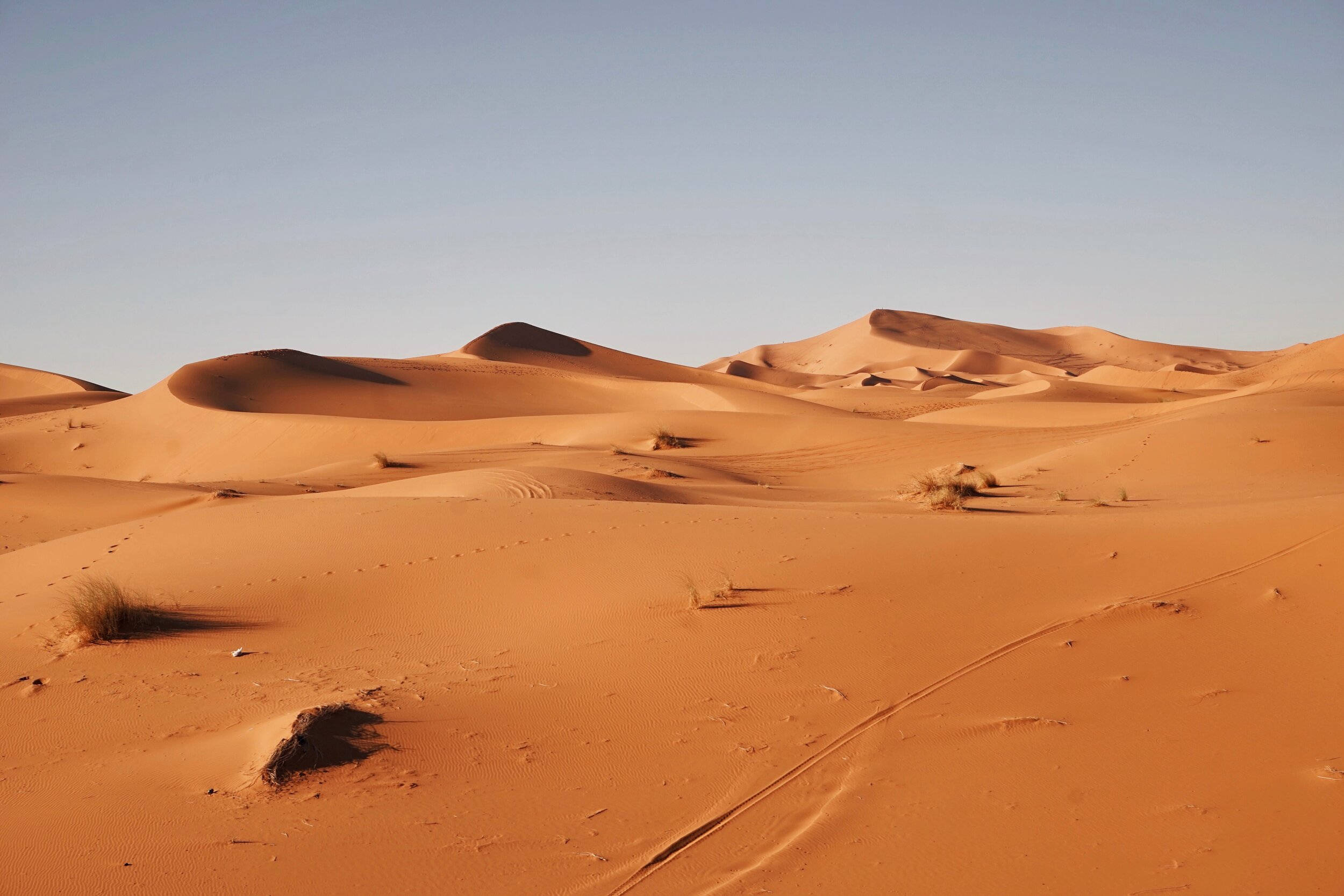 Desert 桌布 壁紙 — 廣闊的橙色沙丘在清澈的藍天下延伸，稀疏的沙漠植被點綴著乾旱的景觀。