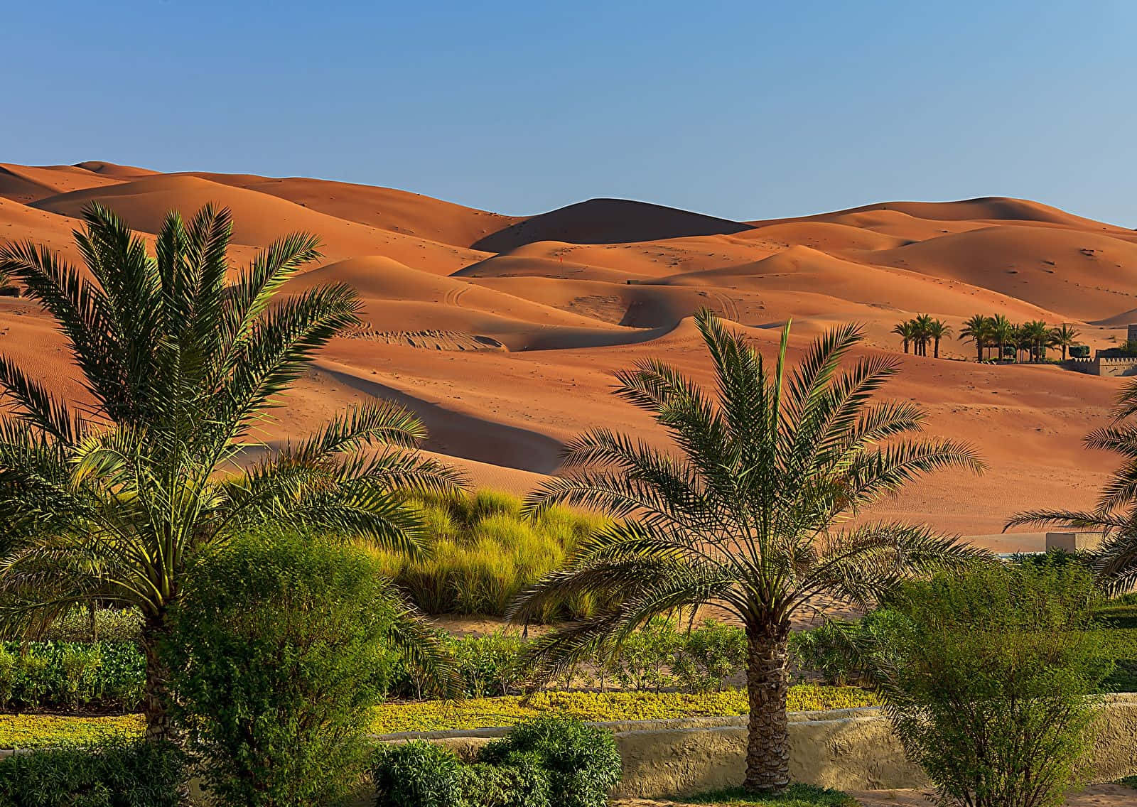 Uae 桌布 壁紙 — 廣闊的橙色沙丘在清澈的藍天下延伸，前景有茂密的綠色棕櫚樹和灌木。