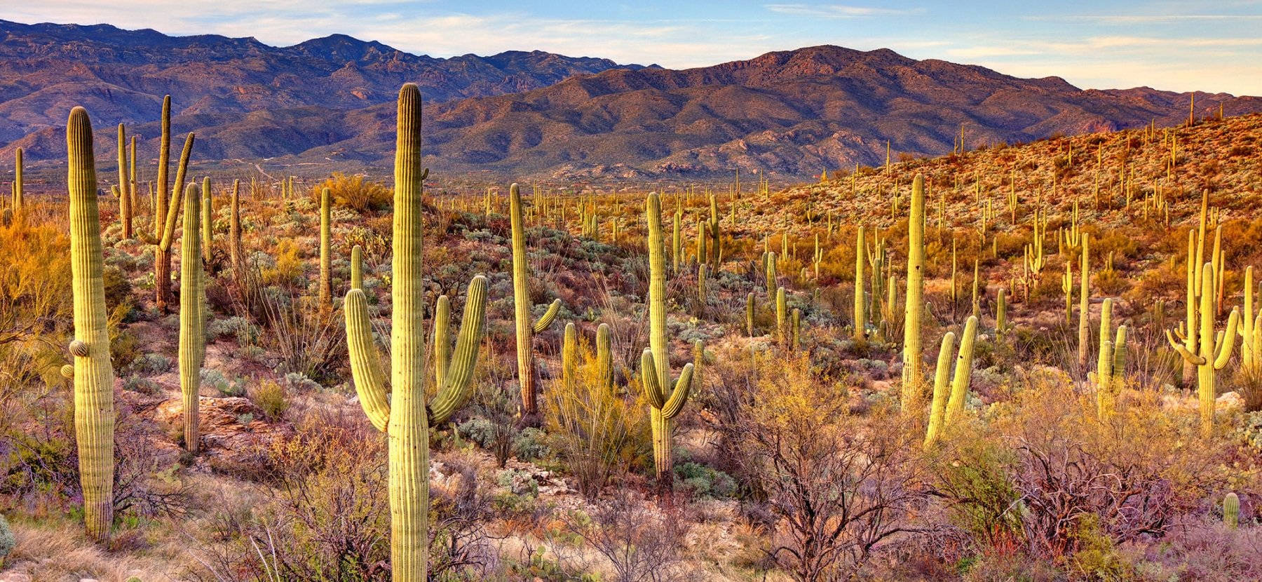 Arizona 桌布 壁紙 — 廣闊的沙漠景觀，在黃金時刻，高大的薩瓜羅仙人掌在柔和的藍天下延伸向遠山。