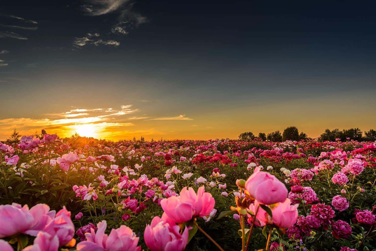 Peony 桌布 壁紙 — 廣闊的粉紅色牡丹花田，在戲劇性的暮色天空下沐浴著金色的夕陽。