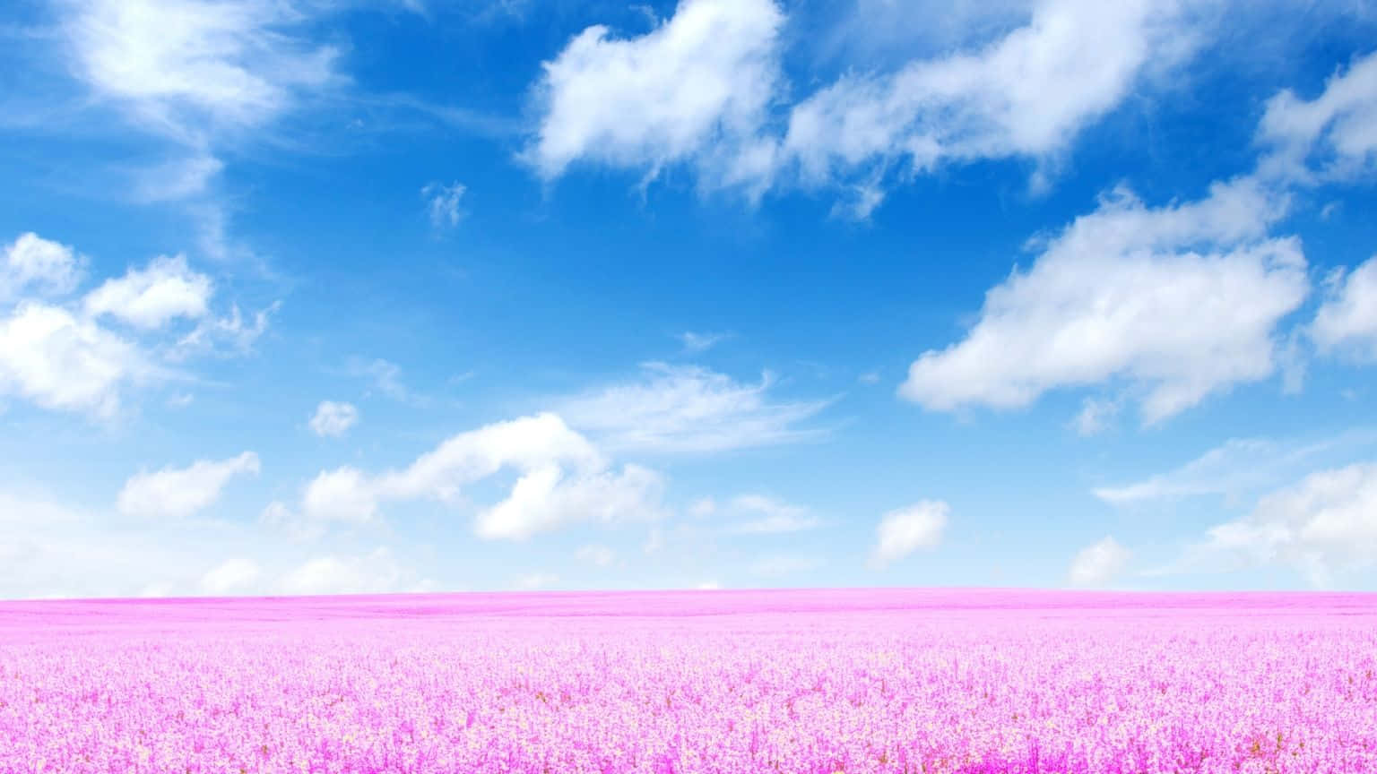 1536x864 桌布 壁紙 — 廣闊的粉紅色花田在點綴著蓬鬆白色雲朵的明亮藍天下延伸。
