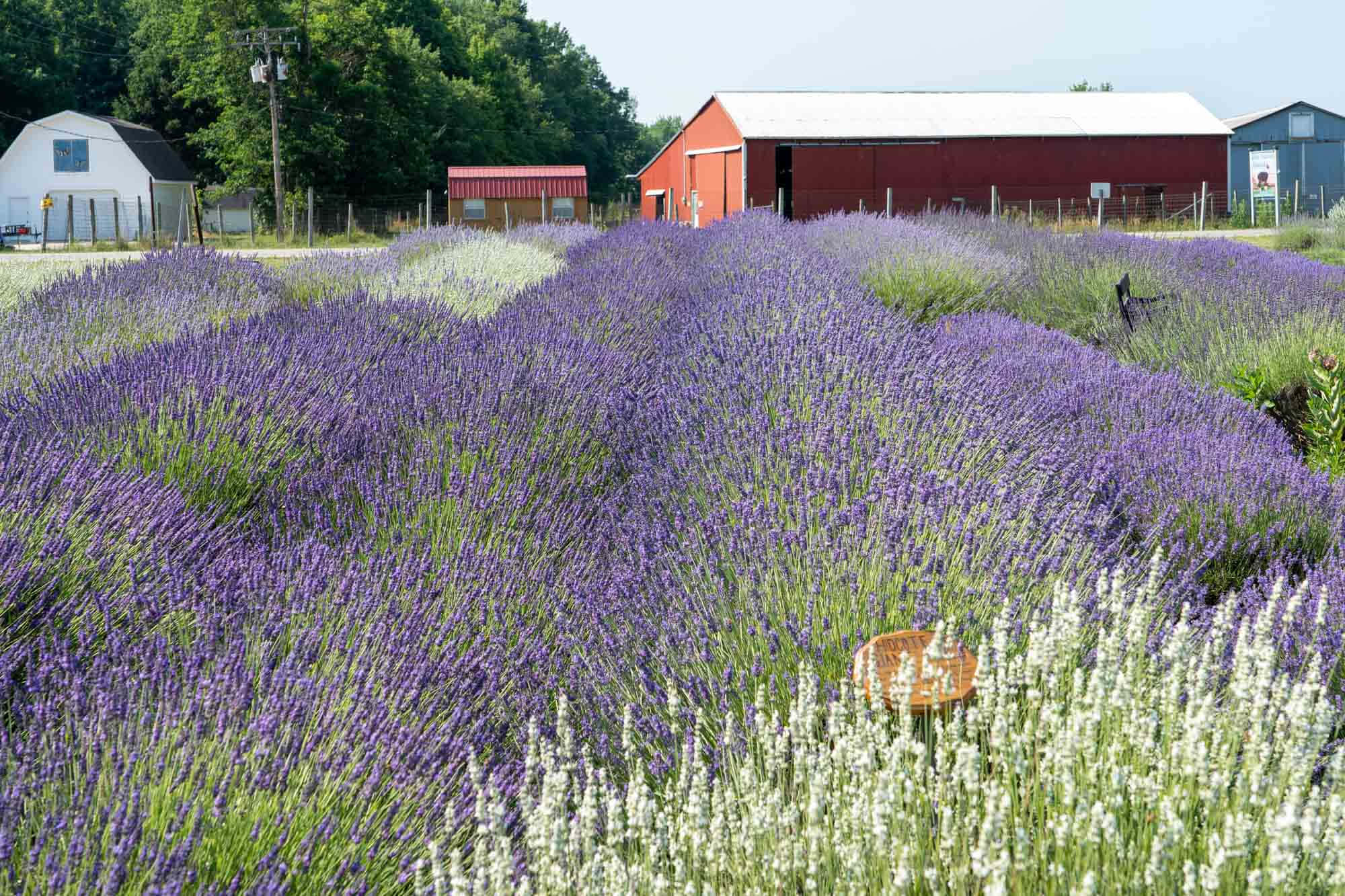 Lavender Field 桌布 壁紙 — 廣闊的紫色和白色薰衣草田在明亮的夏日天空下延伸至紅色穀倉。