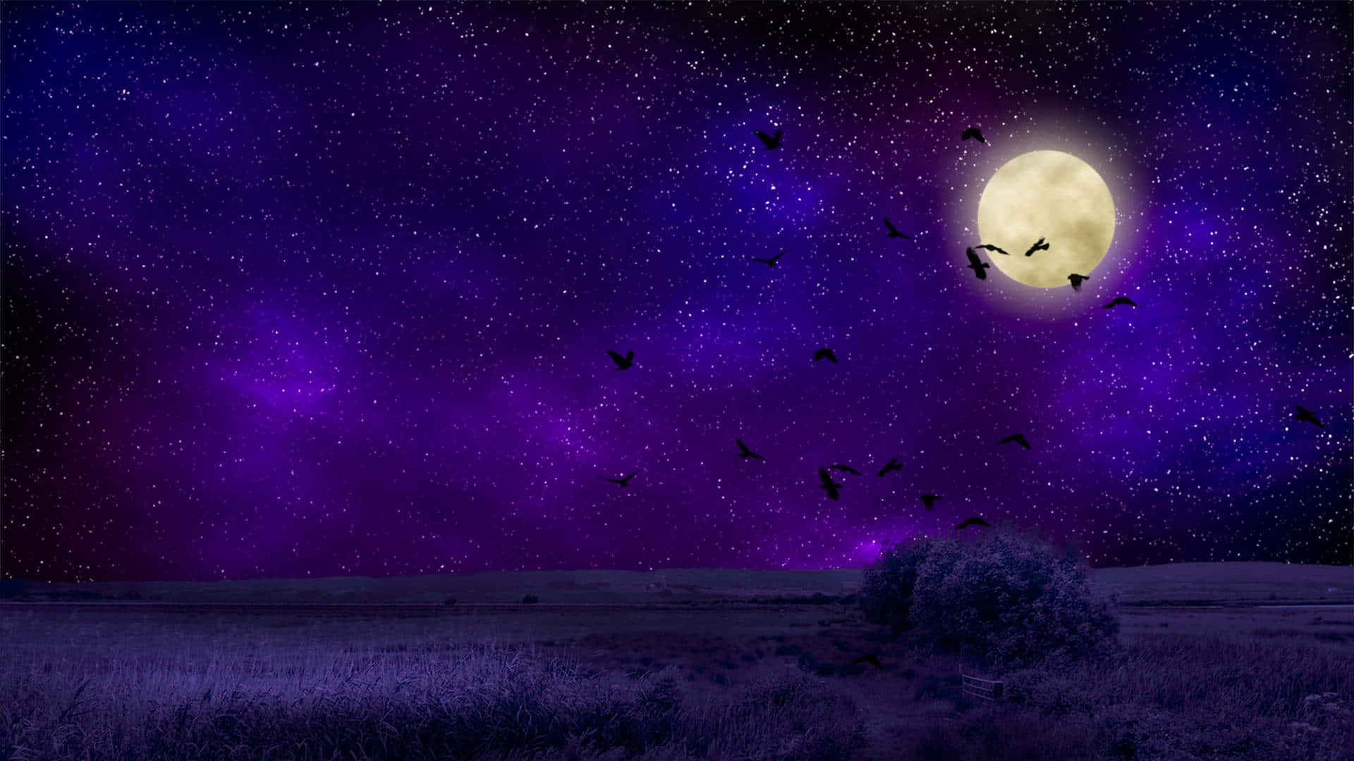 birds 桌布 壁紙 — 廣闊的紫色夜空，滿佈星星和閃亮的滿月，剪影鳥兒飛過有灌木的草地。