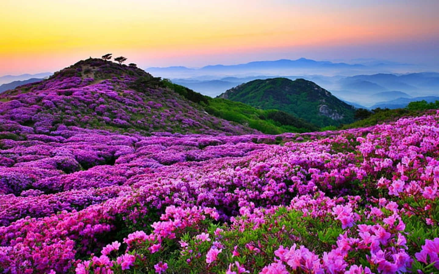 美麗風景動圖 桌布 壁紙 — 廣闊的紫色杜鵑花覆蓋著起伏的山丘，在柔和的金色日落天空下，遠方有層層山巒。