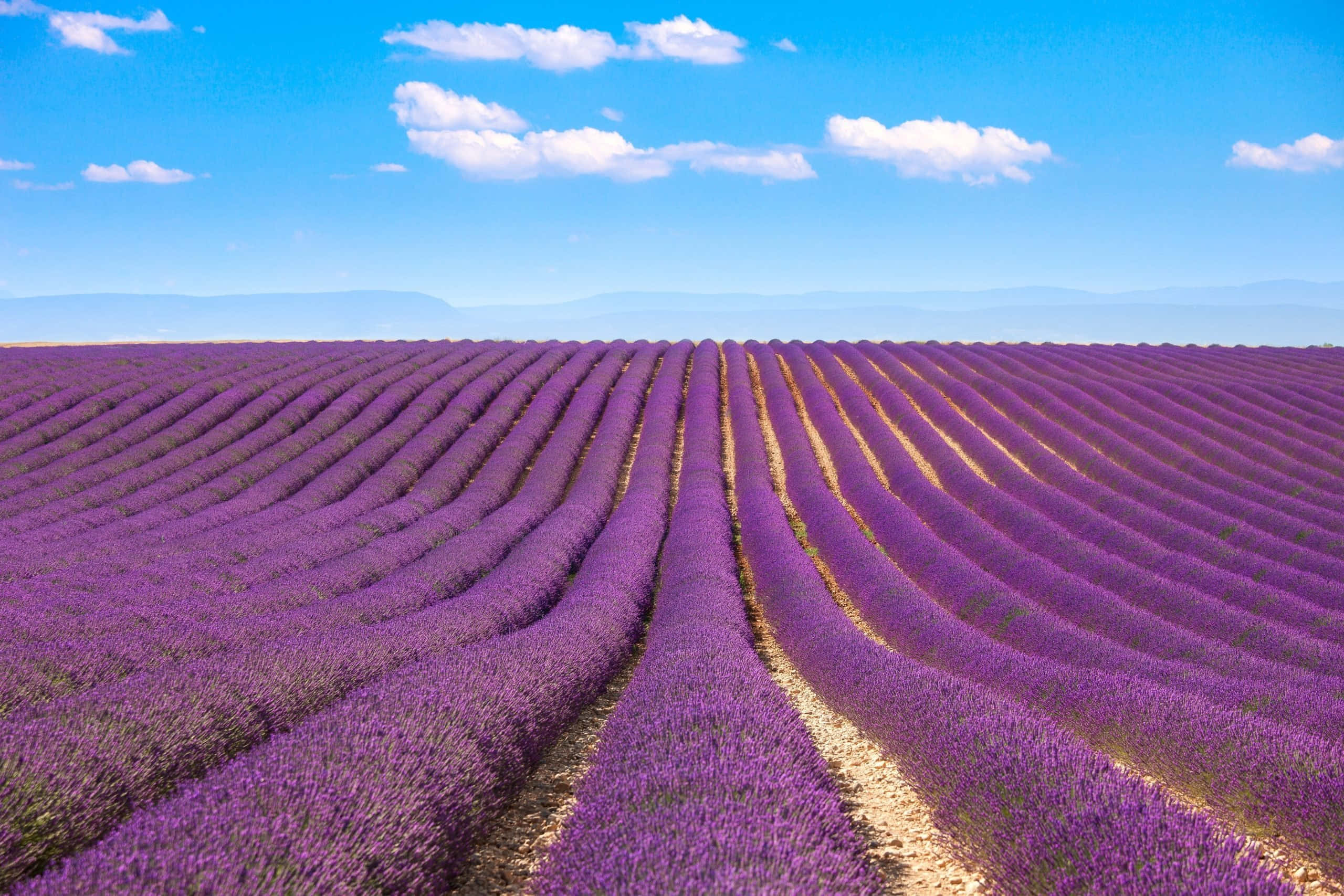 Lavender Field 桌布 壁紙 — 廣闊的紫色薰衣草田在明亮的藍天下延伸，點綴著蓬鬆的白雲和遠山。