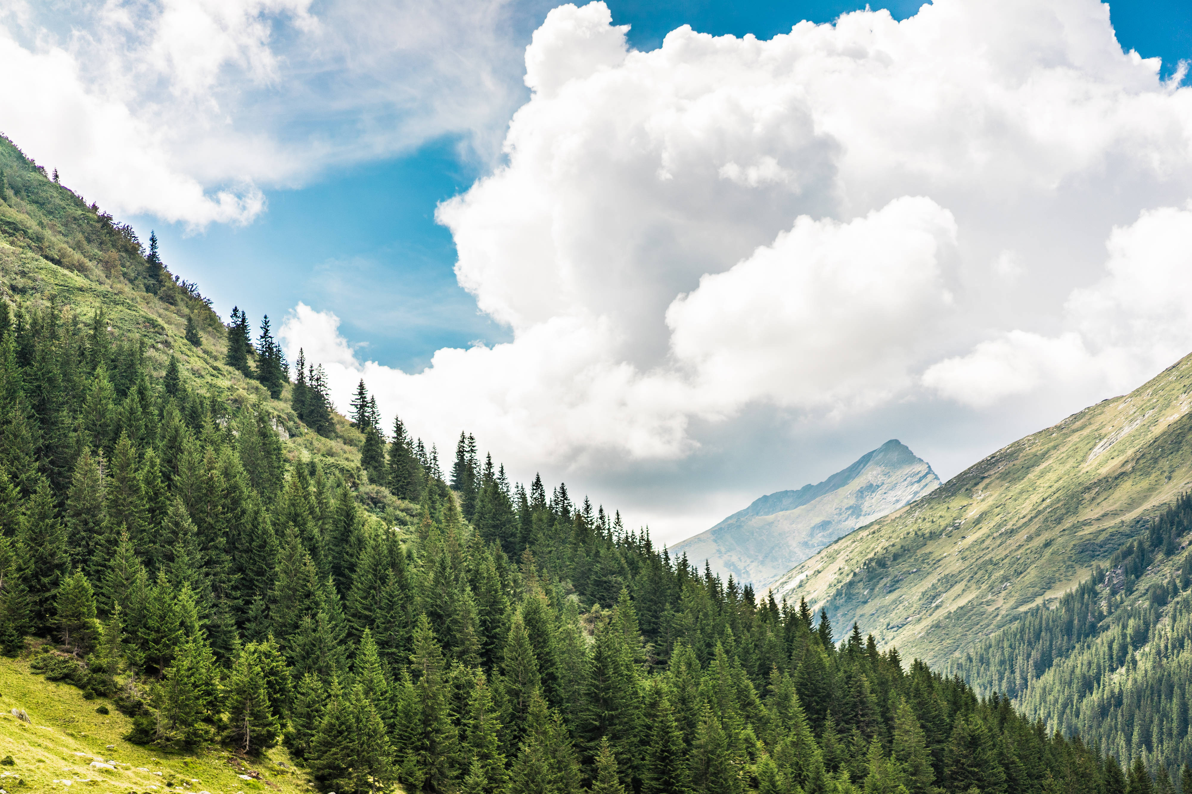 Most Beautiful Nature 桌布 壁紙 — 廣闊的綠色森林覆蓋著陡峭的山坡，天空湛藍，白雲蓬鬆。