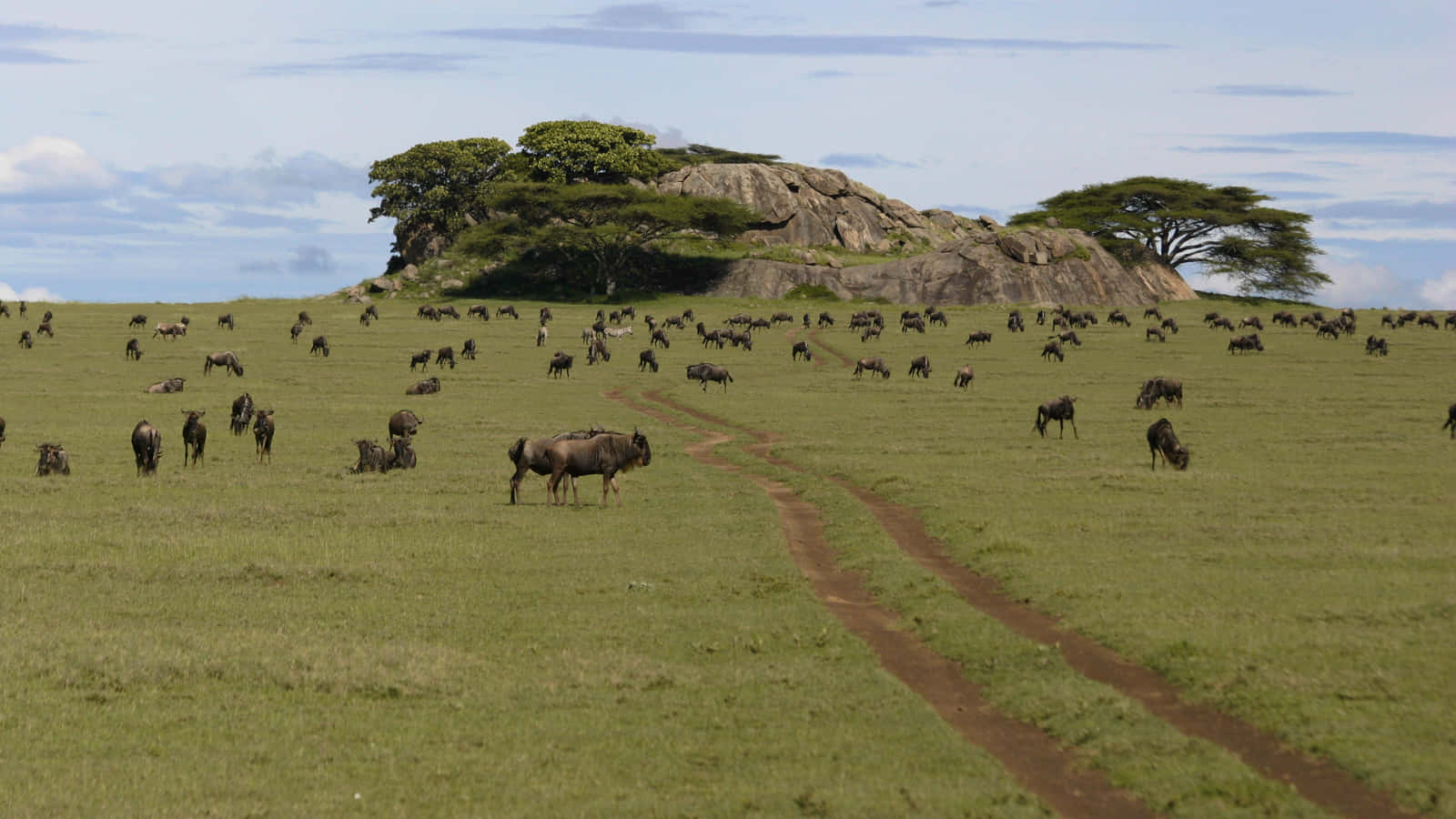 Tanzania 桌布 壁紙 — 廣闊的綠色稀樹草原上，成群的角馬在岩石露頭附近吃草，露頭上長滿金合歡樹，天空部分多雲。