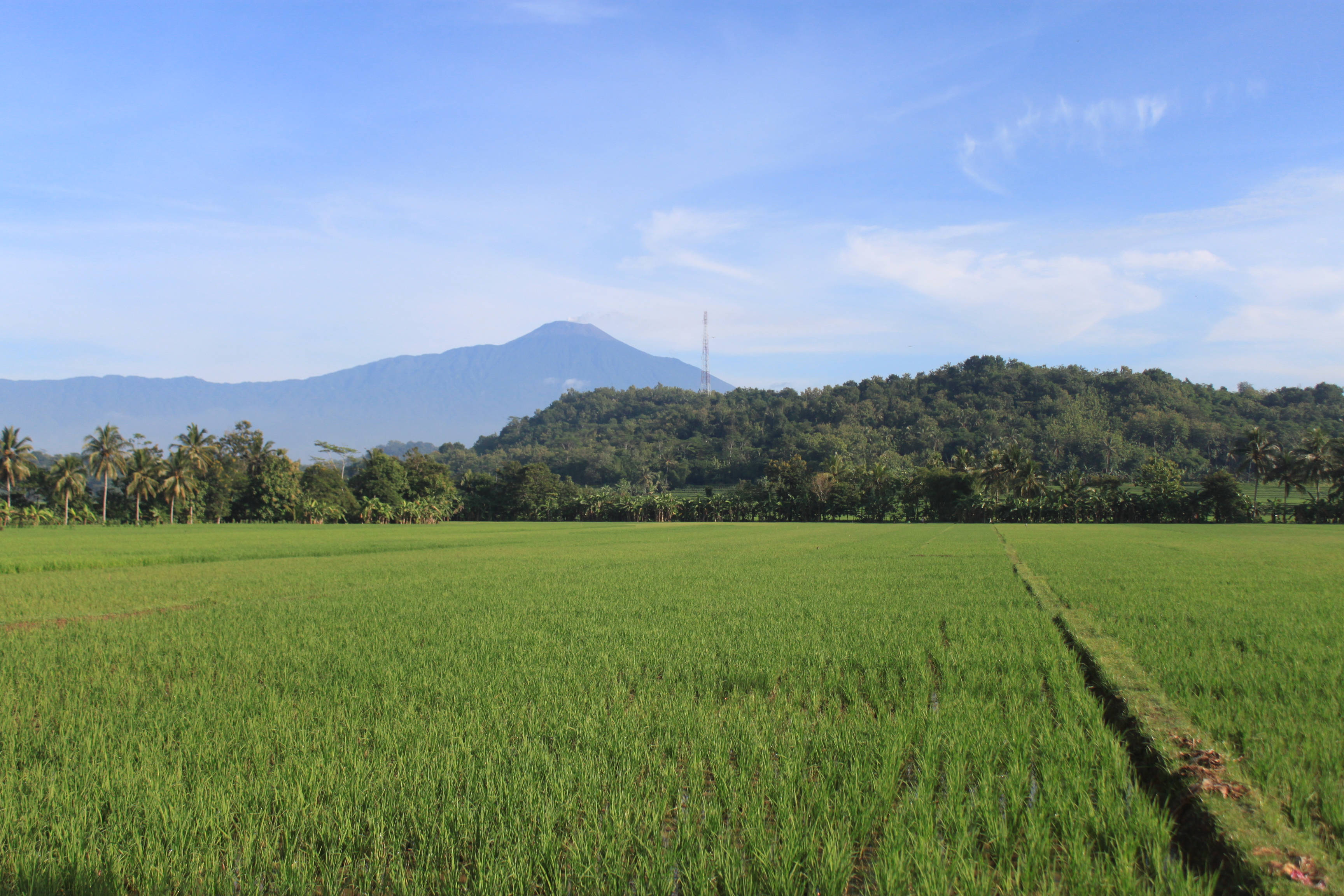 pemandangan 桌布 壁紙 — 廣闊的綠色稻田向森林覆蓋的山丘延伸，在清澈的藍天下，遠處有山脈。