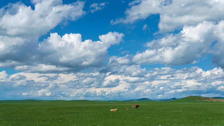 Clouds Aesthetics 桌布 壁紙 — 廣闊的綠色草原，在明亮的藍天下，滿佈蓬鬆的白雲，遠處有牛在吃草。