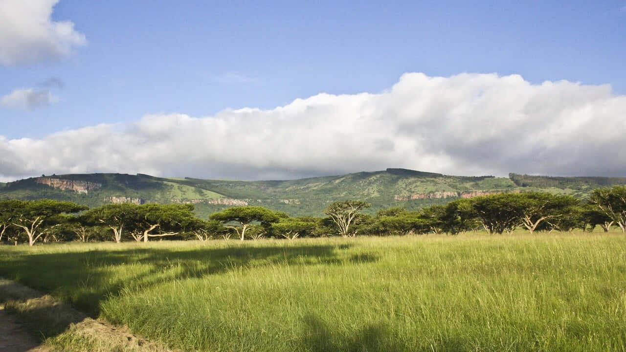 720p Africa 桌布 壁紙 — 廣闊的綠色草原在明亮的藍天下延伸，蓬鬆的白雲在相思樹和遠處起伏的山丘上投下陰影。