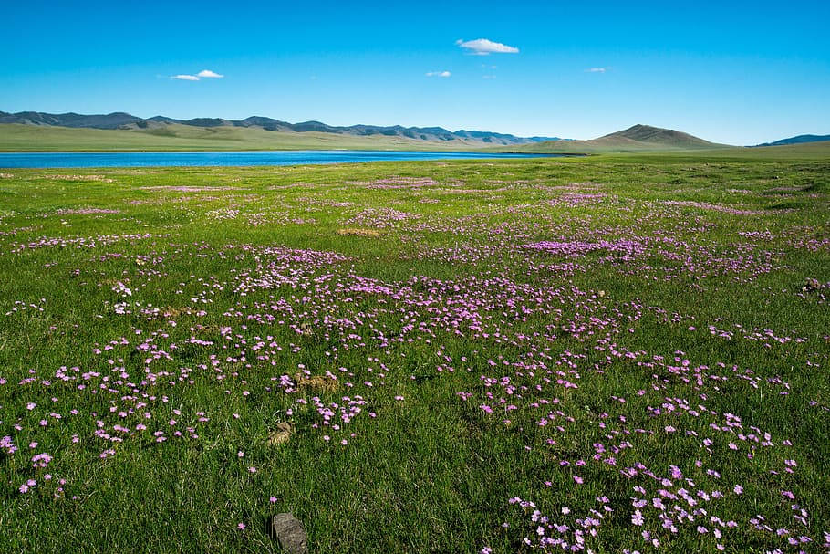 Flower Field 桌布 壁紙 — 廣闊的綠色草地上點綴著粉紅色野花，延伸至晴朗天空下寧靜的藍色湖泊。