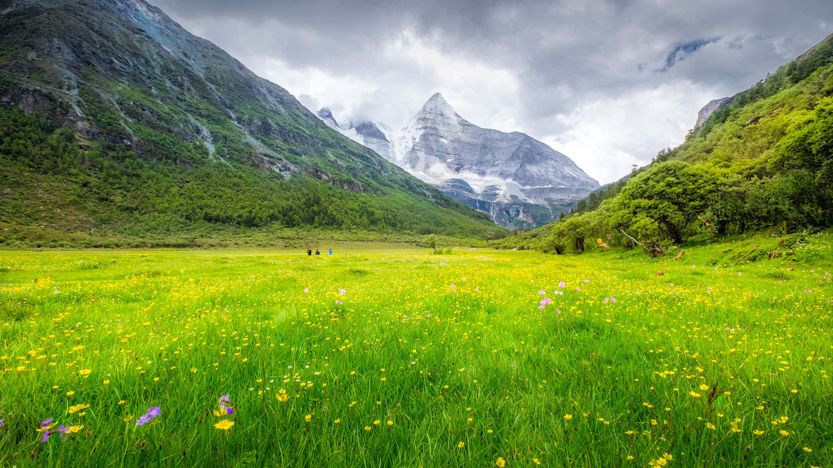 Wild Flower In Meadows 桌布 壁紙 — 廣闊的綠色草地上點綴著黃色和紫色的野花，在戲劇性的多雲天空下延伸向高聳的雪山。