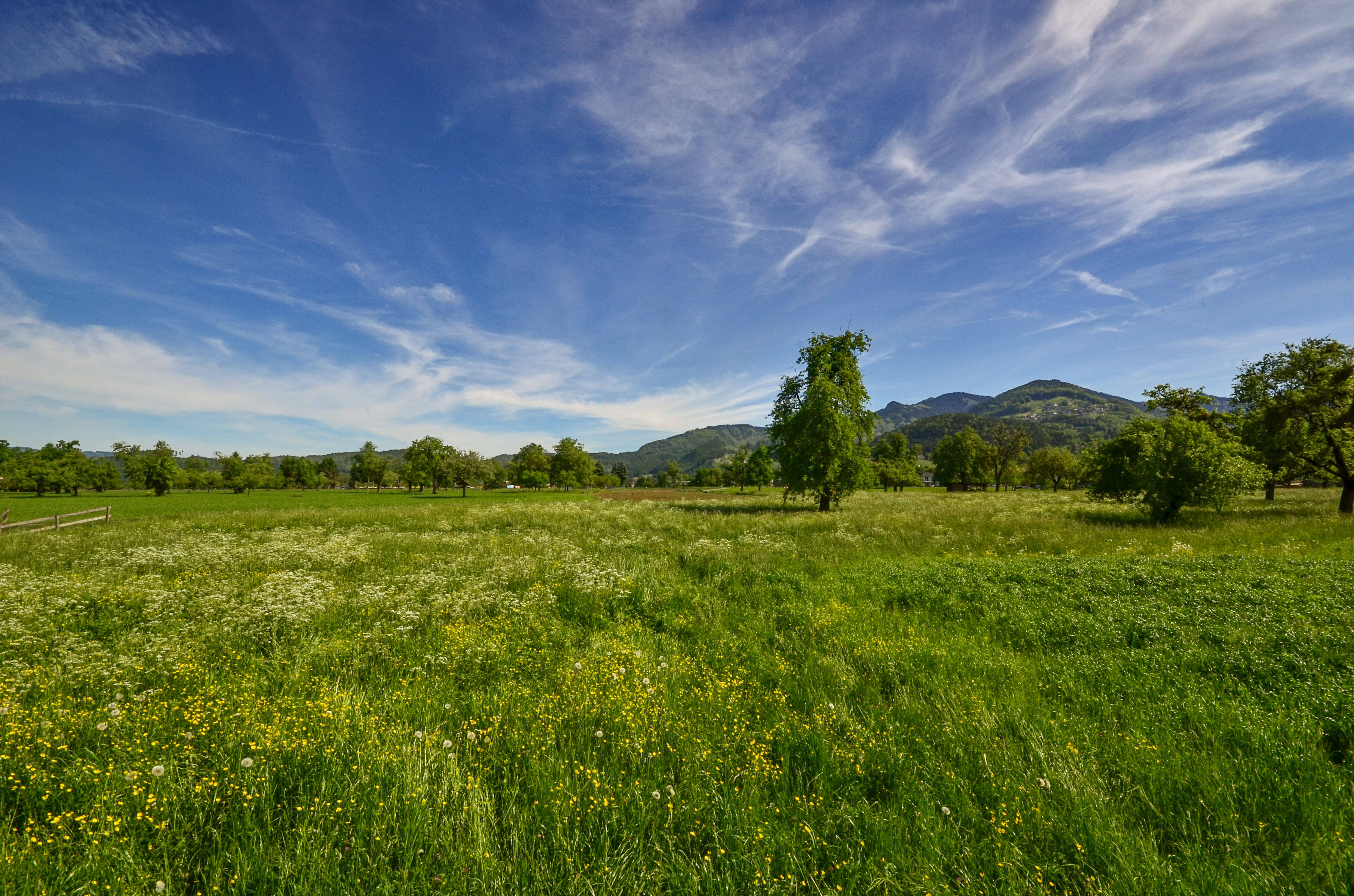 Meadow 桌布 壁紙 — 廣闊的綠色草地上點綴著黃色野花，延伸到遠處樹木繁茂的山丘，天空湛藍，雲朵輕柔。