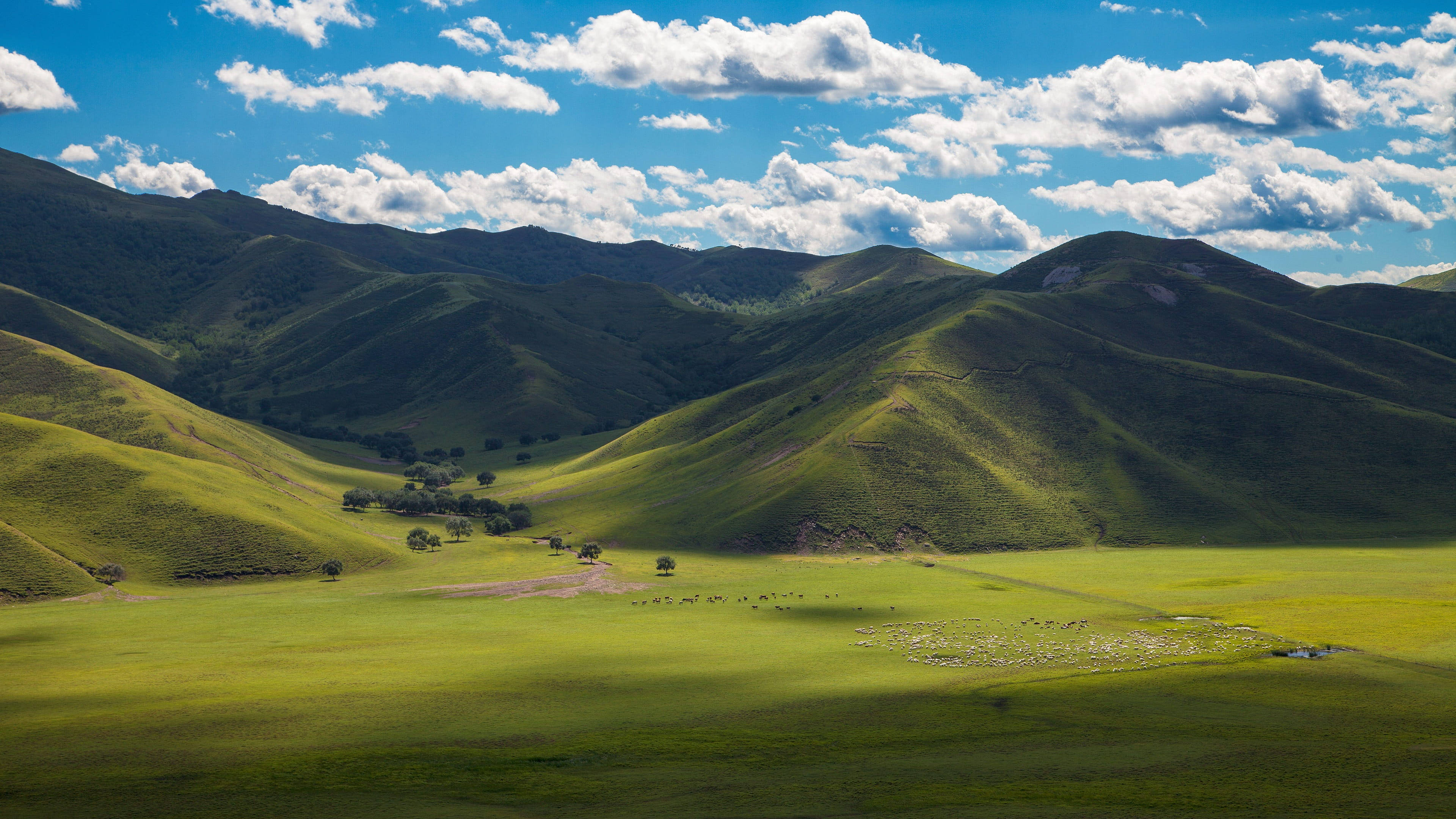 Mongolia 桌布 壁紙 — 廣闊的綠色起伏山丘，在明亮的藍天下有蓬鬆的白雲和散落的吃草動物。