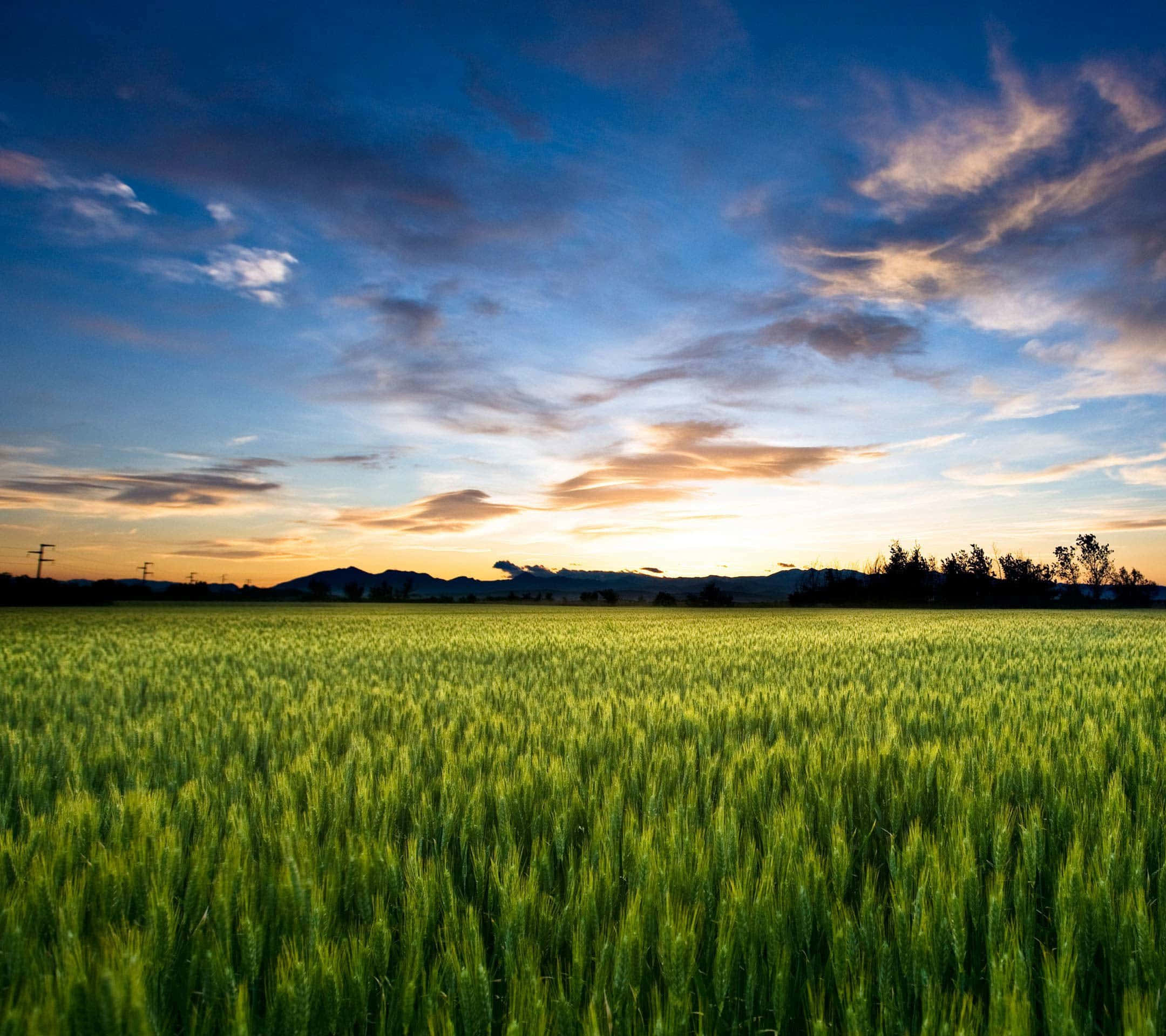 Agriculture 桌布 壁紙 — 廣闊的綠色麥田在戲劇性的黃昏天空下延伸，天空中有金色的雲彩和遠山。