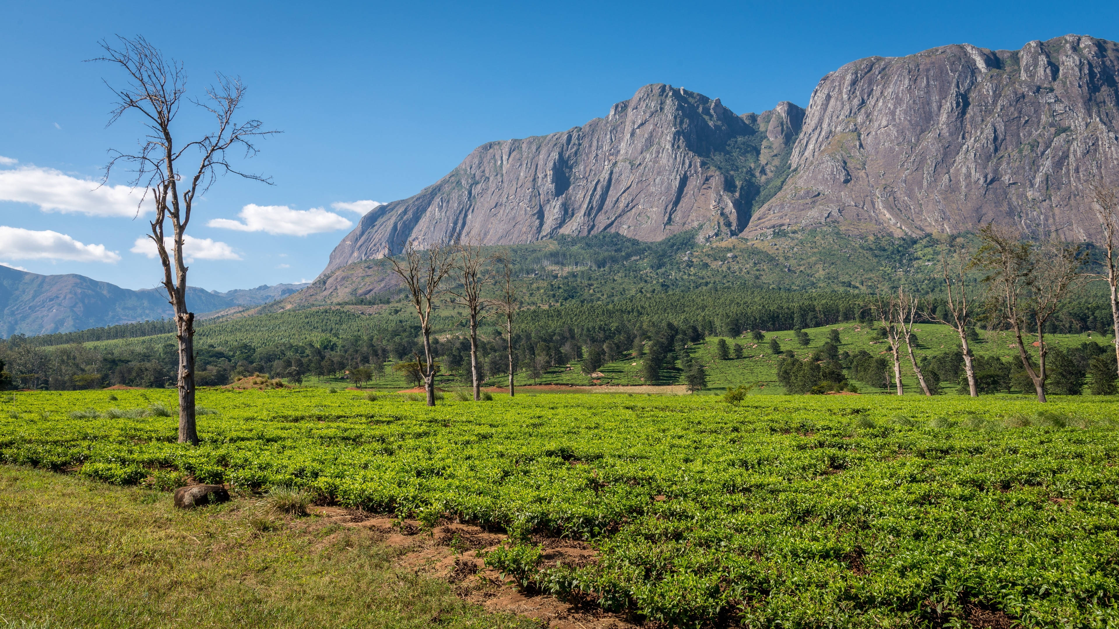 Malawi 桌布 壁紙 — 廣闊的綠茶田向高聳的岩石山脈延伸，天空湛藍，白雲點綴。