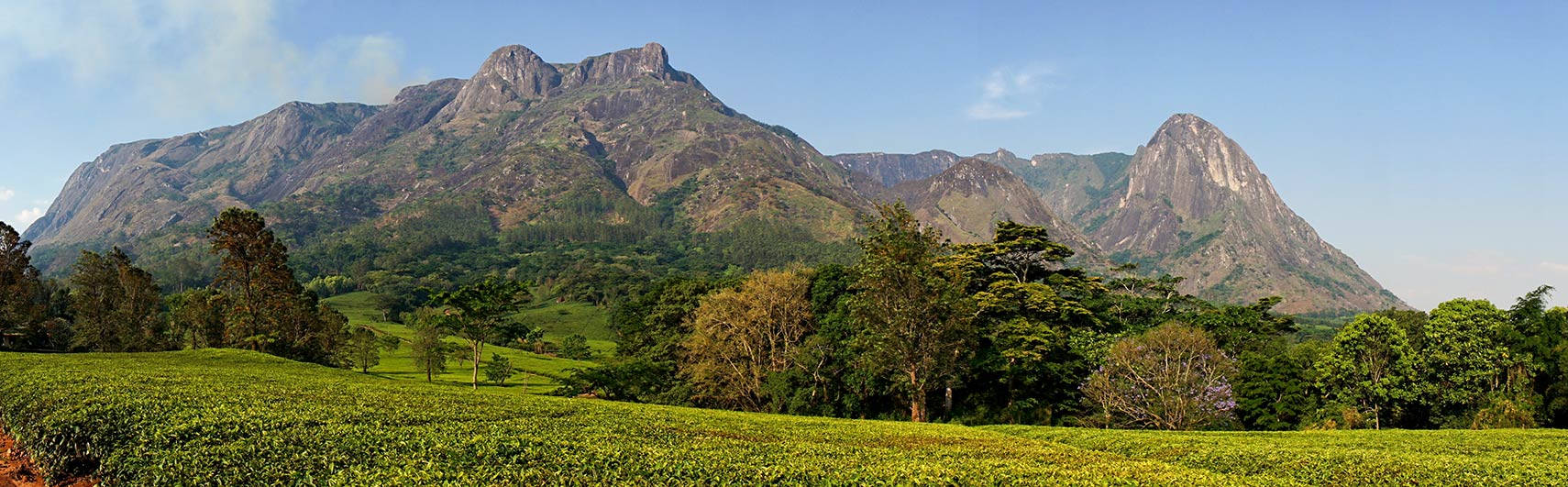 Malawi 桌布 壁紙 — 廣闊的綠茶田在晴朗藍天下延伸向高聳崎嶇的山脈。