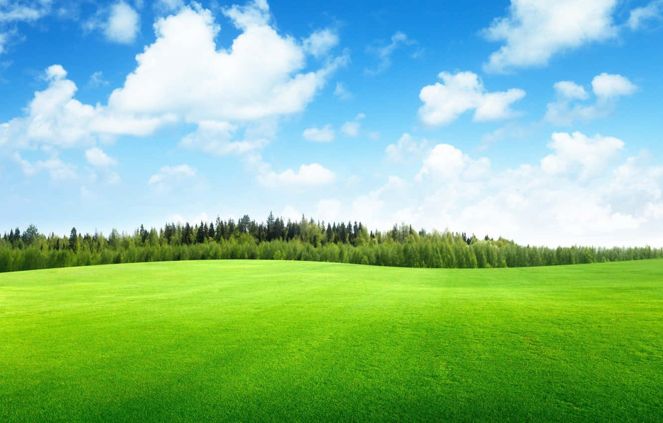 Meadow 桌布 壁紙 — 廣闊的翠綠色草地延伸在明亮的藍天下，點綴著蓬鬆的白雲和遠處的樹線。