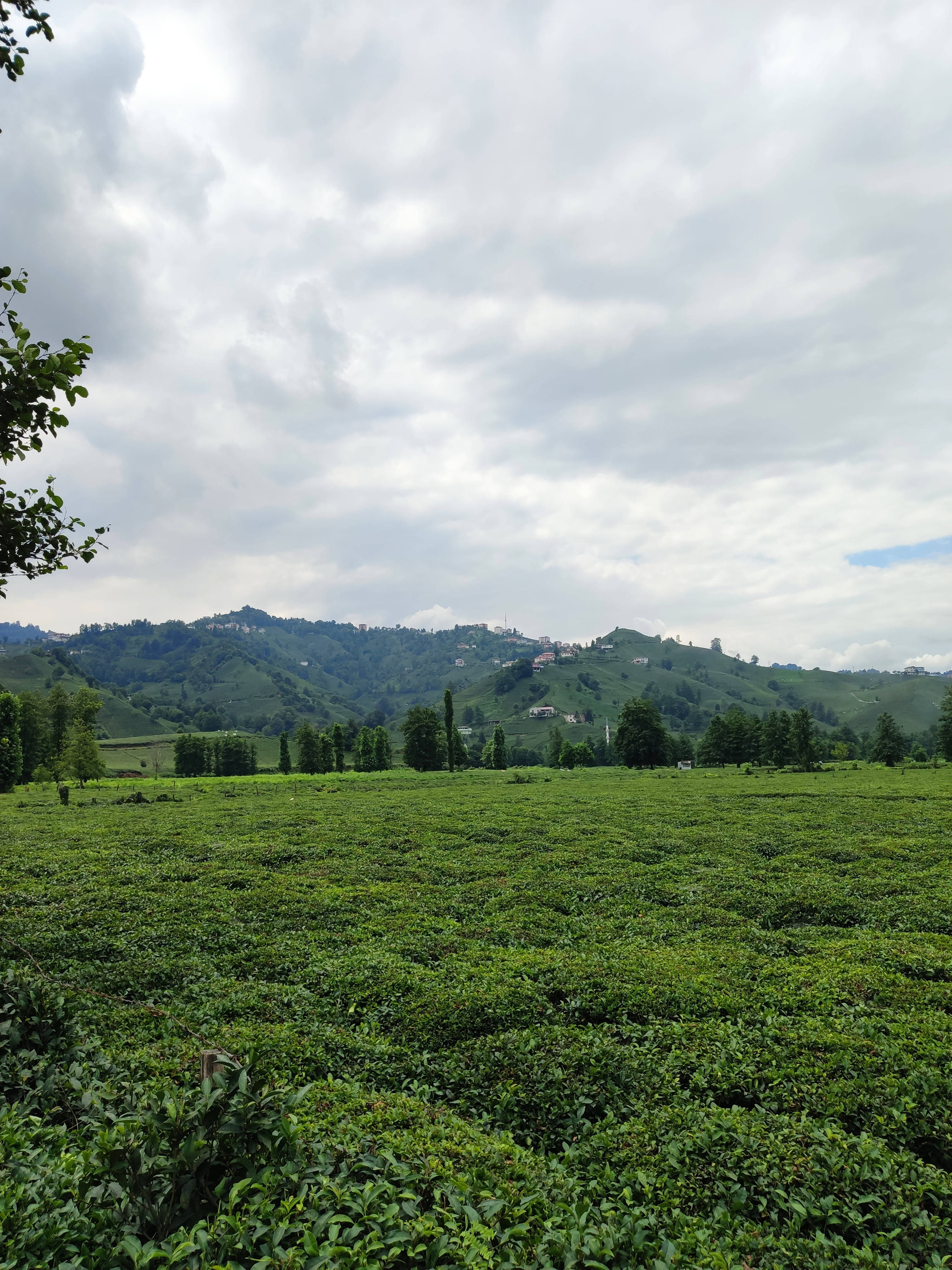 tea 桌布 壁紙 — 廣闊的翠綠茶園向連綿起伏的綠色山丘延伸，天空多雲，遠處散落著房屋。