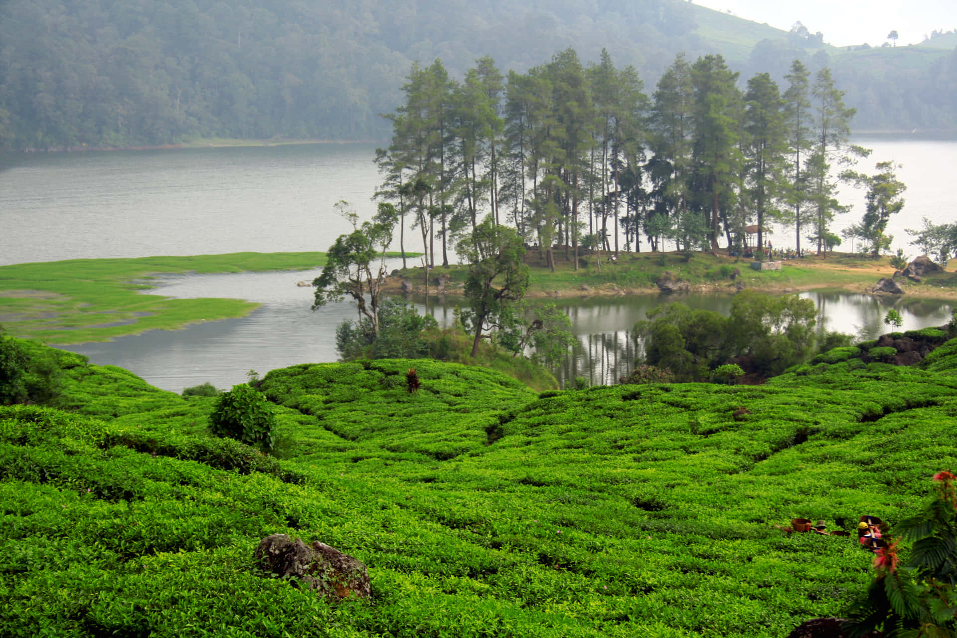 lake in the tea plantation 壁紙 — 廣闊的翠綠茶園沿著山坡層層疊疊地流向一個平靜的湖泊，湖邊環繞著高大的常綠樹。