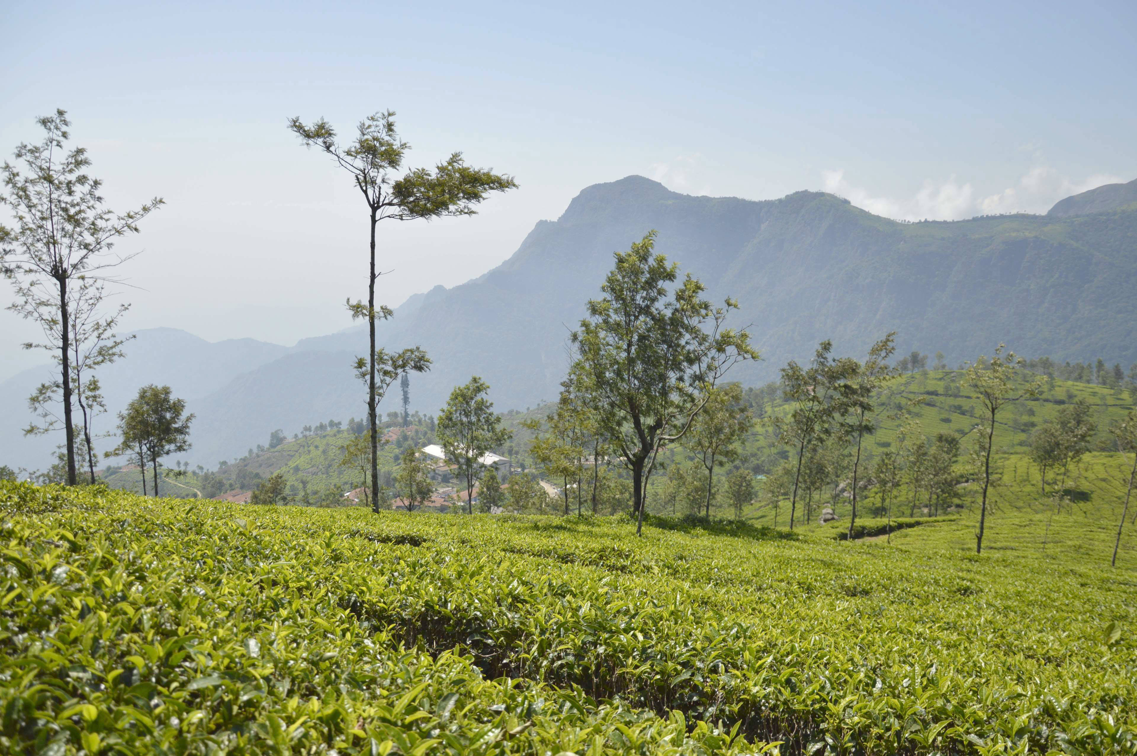 tea 桌布 壁紙 — 廣闊的翡翠綠茶園在連綿起伏的山丘上延伸，散落著樹木和遠處的山脈，在清澈的藍天下。