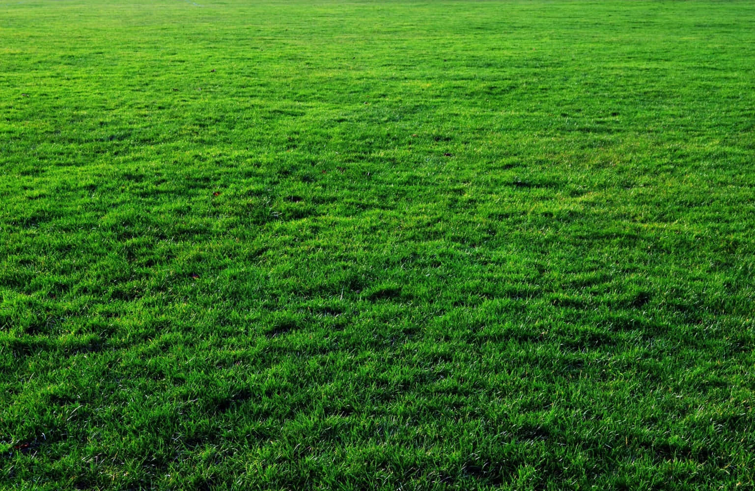 Grass Texture 桌布 壁紙 — 廣闊的茂密綠草地，在明亮的日光下延伸至地平線。