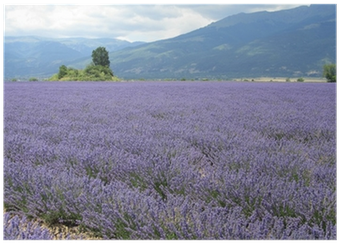 English Lavender 桌布 壁紙 — 廣闊的薰衣草田在柔和的多雲天空下延伸至遠山。