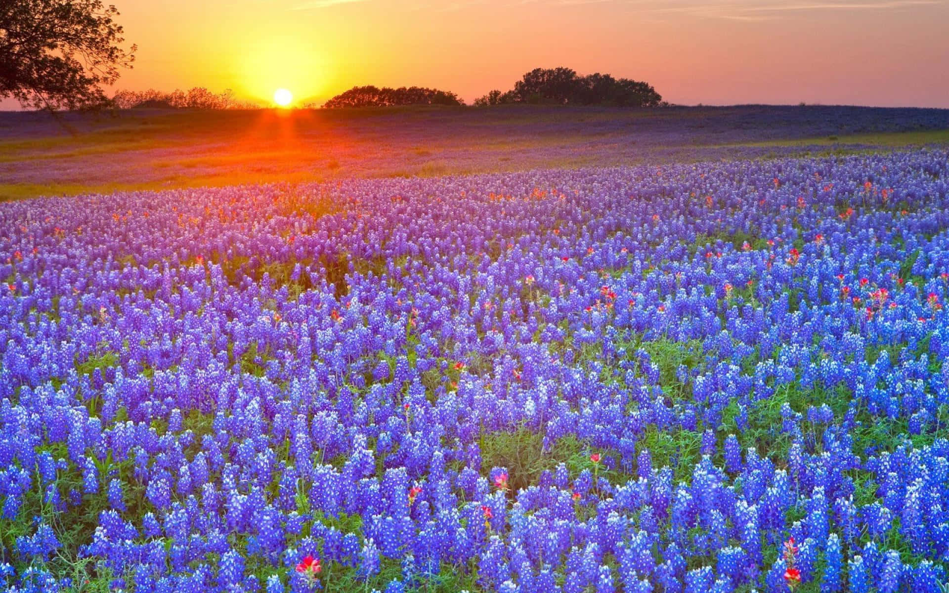 Meadow 桌布 壁紙 — 廣闊的藍帽花田沐浴在金色的夕陽光中，地平線上有樹木的剪影。