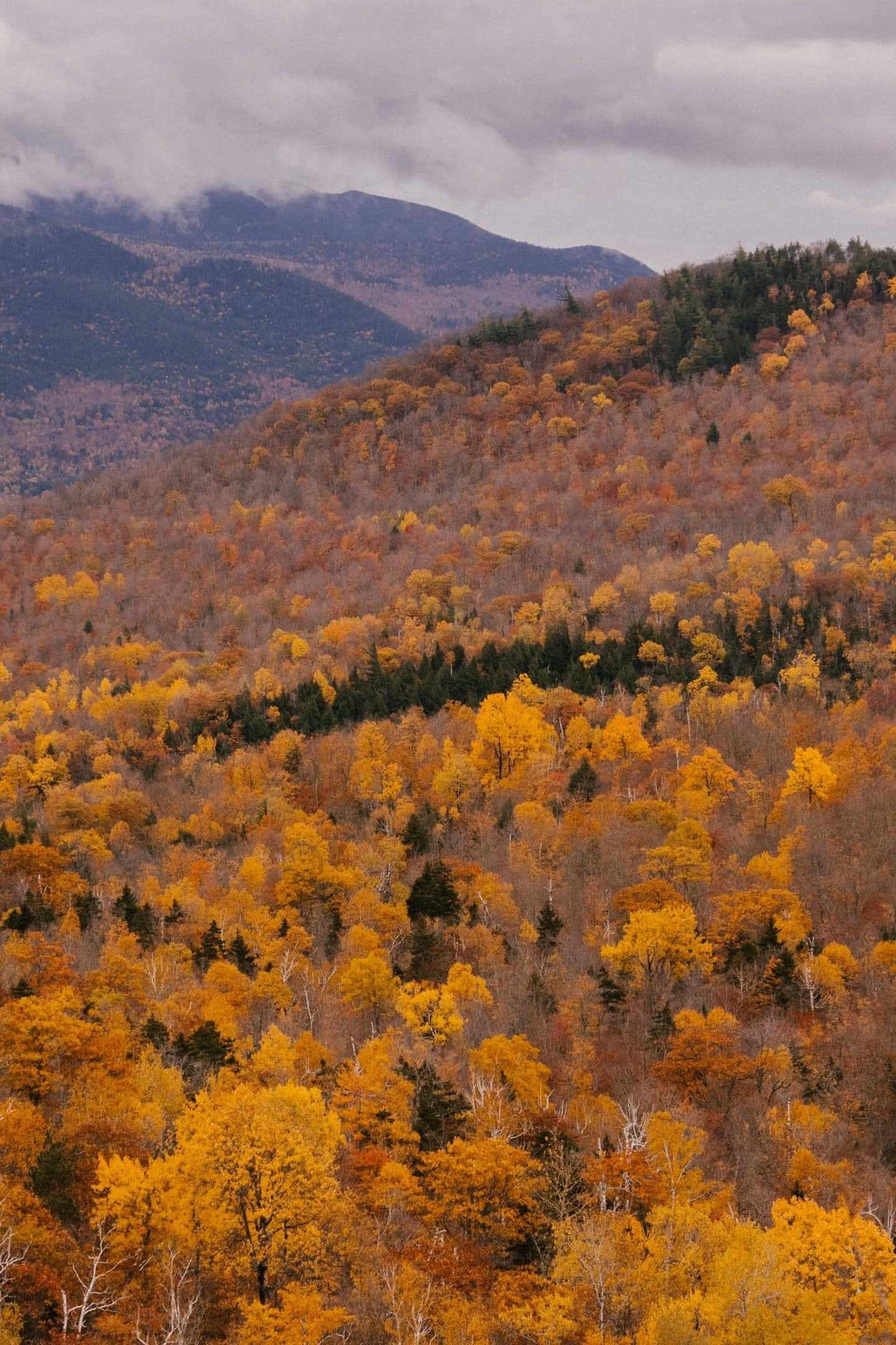 Vintage Autumn 桌布 壁紙 — 廣闊的視野，起伏的山丘鋪滿火熱的橙色和金色秋葉，天空多雲。