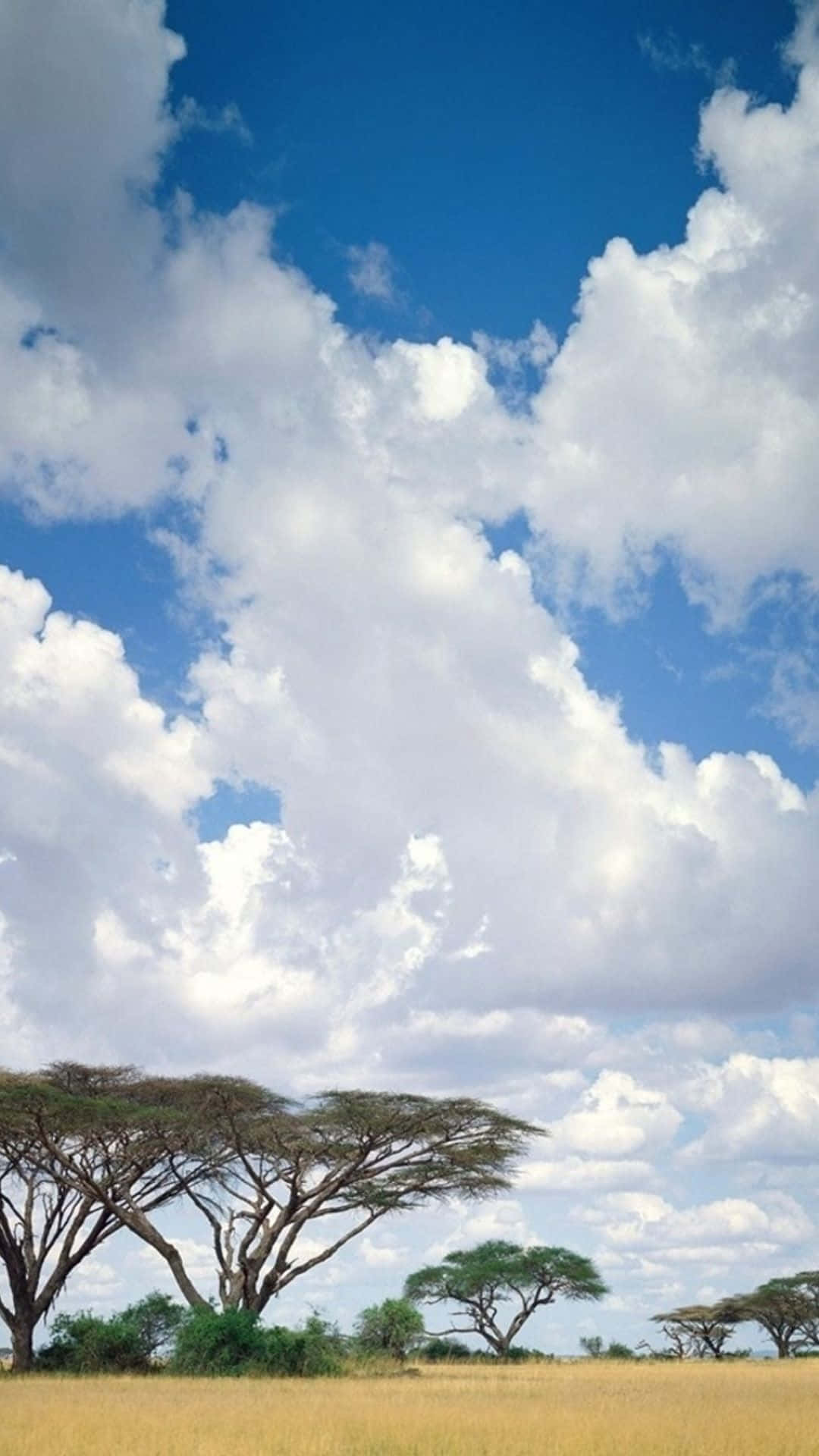 風景 桌布 壁紙 — 廣闊的金色大草原上點綴著金合歡樹，上方是明亮的藍天，滿佈蓬鬆的白雲。