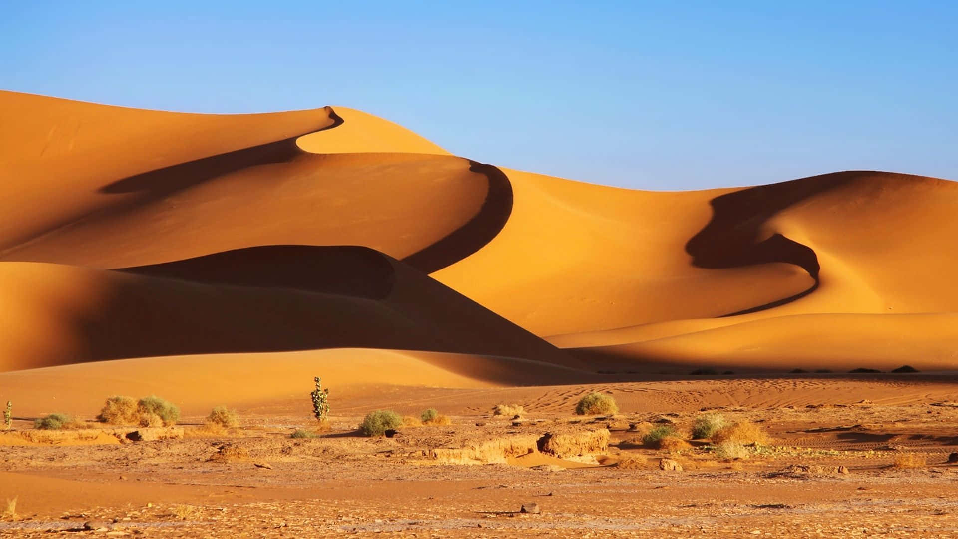 Sand Dunes 桌布 壁紙 — 廣闊的金色沙丘在明亮的藍天下彎曲，低角度太陽投下銳利的陰影。