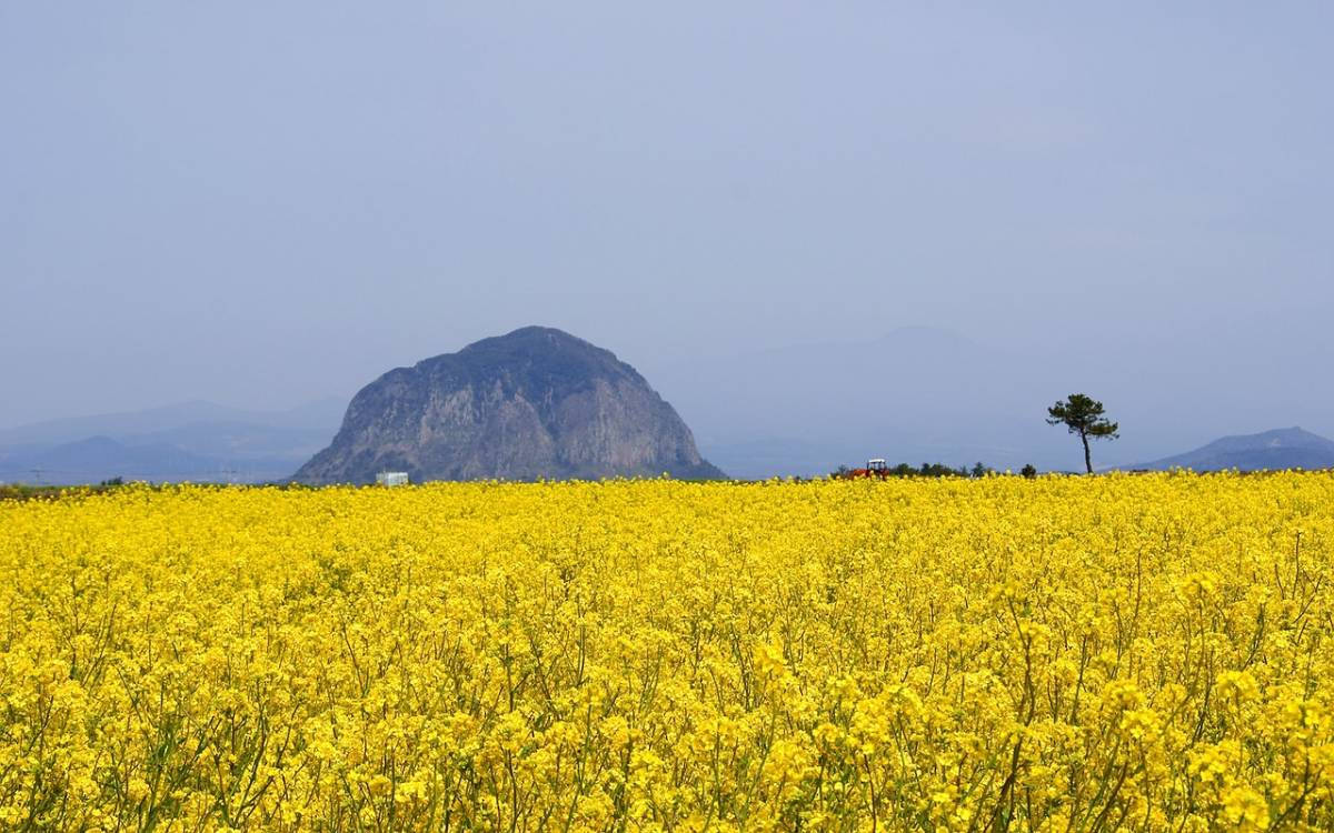 Jeju 桌布 壁紙 — 廣闊的金色油菜花田向著一棵孤樹和崎嶇的山脈延伸，天空朦朧。