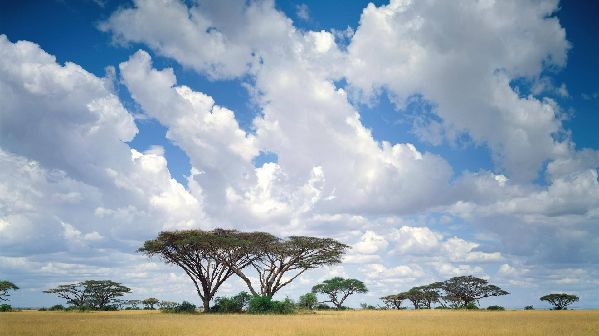 Kenya 桌布 壁紙 — 廣闊的金色稀樹草原，點綴著金合歡樹，在明亮的藍天下充滿蓬鬆的白雲。
