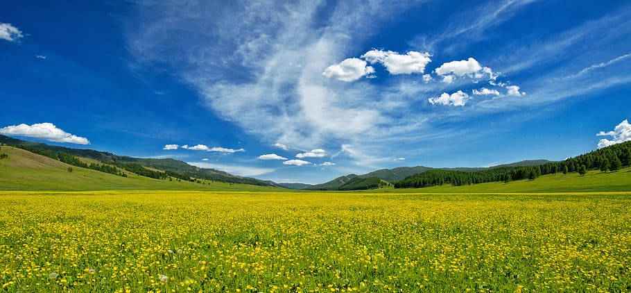 Clouds Aesthetics 桌布 壁紙 — 廣闊的金色野花田在明亮的藍天下延伸，點綴著縷縷白雲和遠處的綠色山丘。
