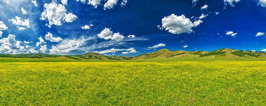 Clouds Aesthetics 桌布 壁紙 — 廣闊的金色野花田在燦爛的藍天下延伸，點綴著蓬鬆的白雲和遠處連綿起伏的山丘。