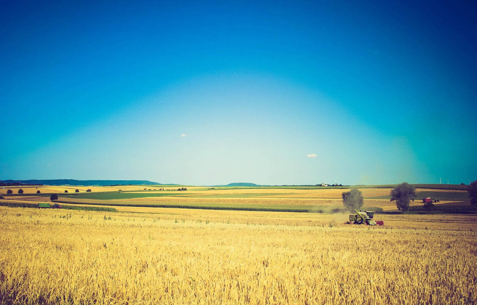 Agriculture 桌布 壁紙 — 廣闊的金色麥田，在清澈的藍天下，遠處有一台聯合收割機正在作業。