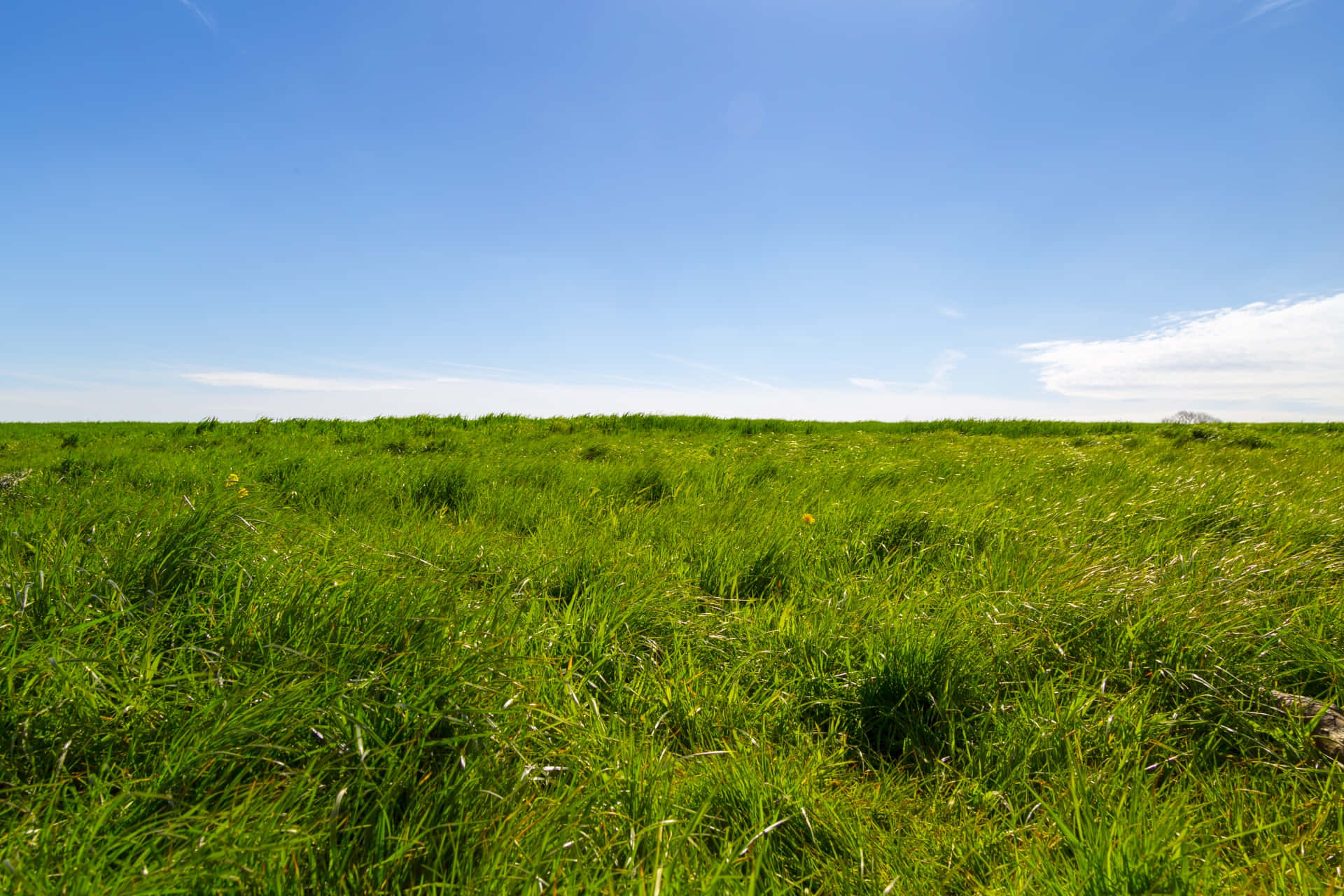 Green Grass 桌布 壁紙 — 廣闊的陽光普照的綠色草地，在清澈的藍天下延伸，遠處有山巒輪廓。