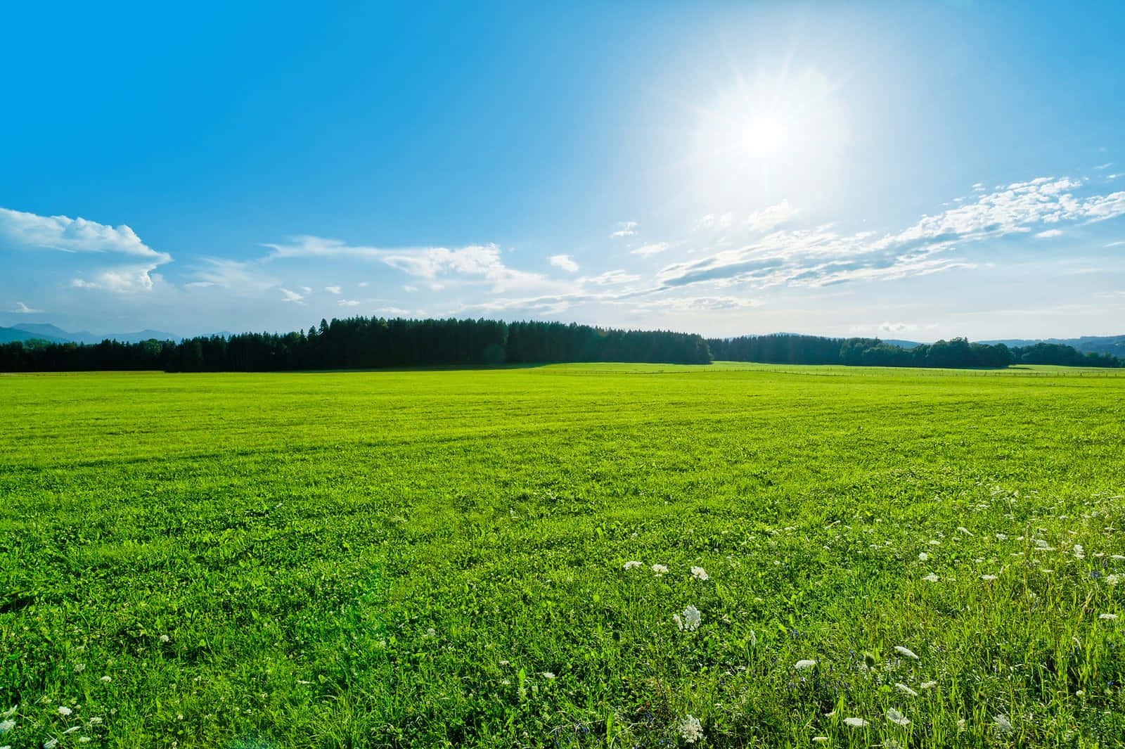 Green Landscape 桌布 壁紙 — 廣闊的陽光普照綠色田野，在明亮的藍天和零星雲朵下延伸至遠方森林。