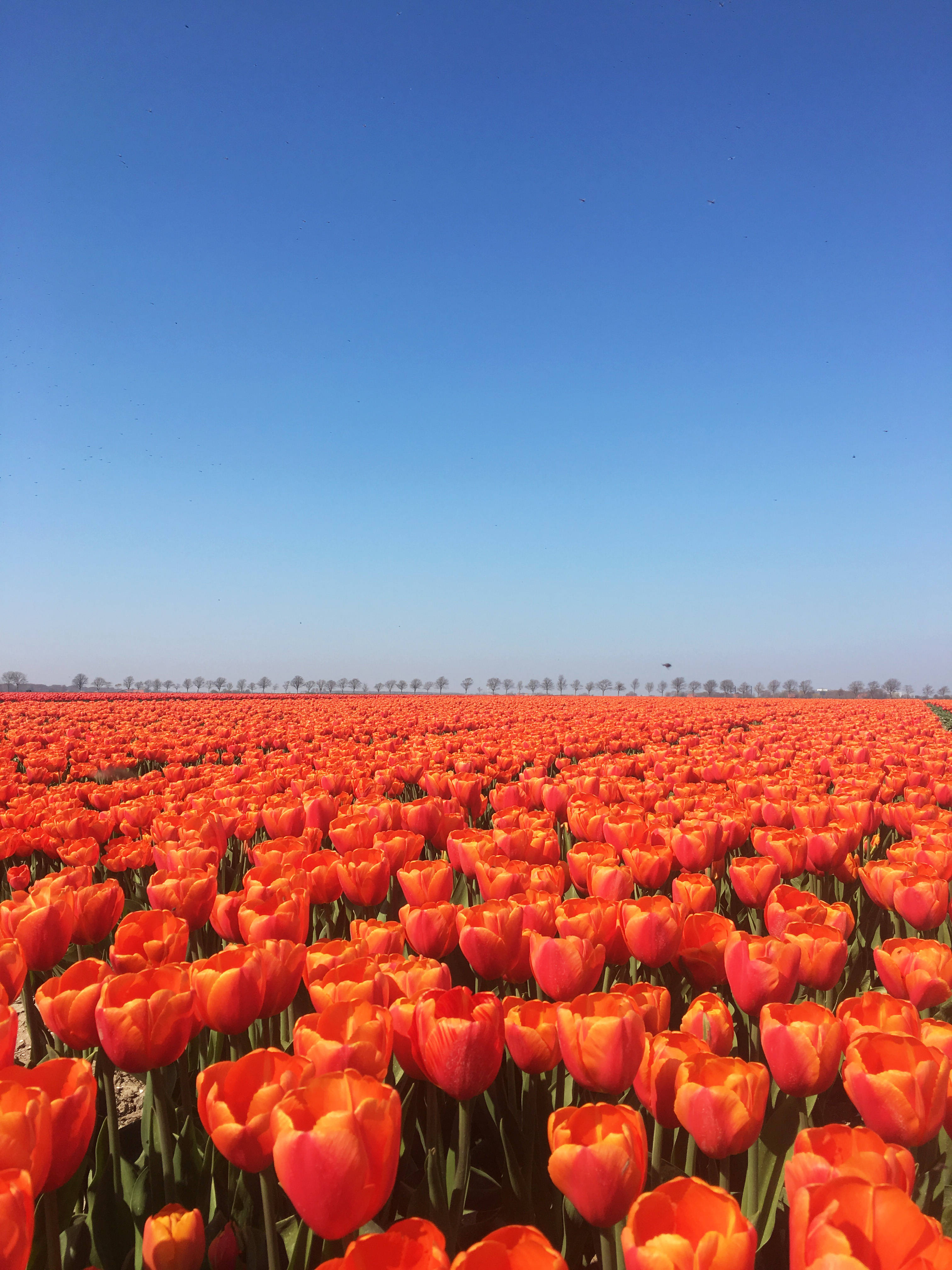 Netherlands 桌布 壁紙 — 廣闊的鮮橙色鬱金香田野在清澈的藍天下延伸，地平線上有遠處的樹木。
