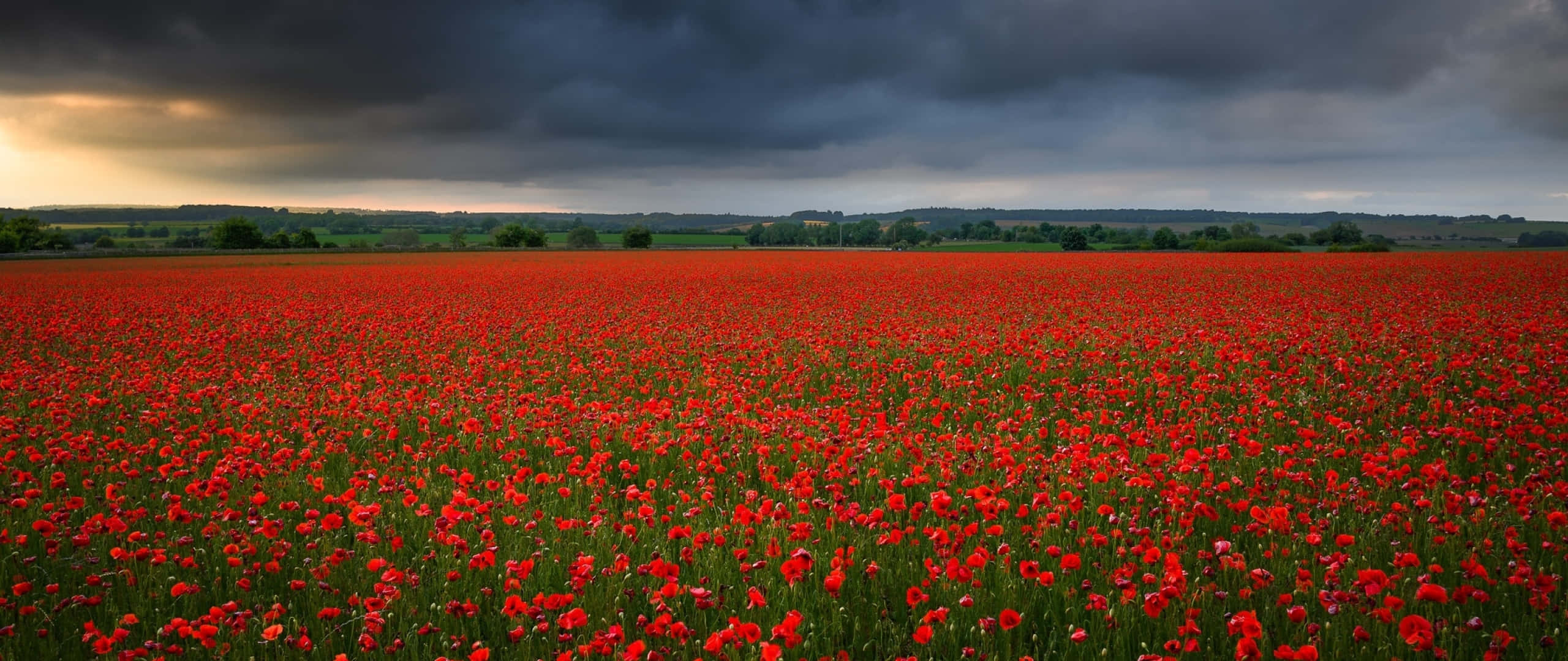 Poppy Field 桌布 壁紙 — 廣闊的鮮紅色罌粟田在日落時分戲劇性的暴風雨天空下搖曳。