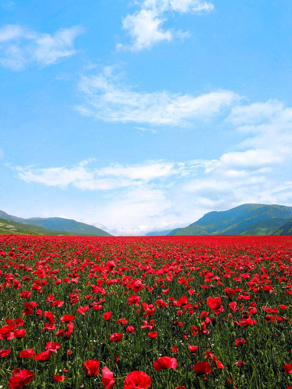 Poppy 桌布 壁紙 — 廣闊的鮮紅色罌粟花田在明亮的藍天下延伸，點綴著蓬鬆的白雲和遠處的綠色山脈。