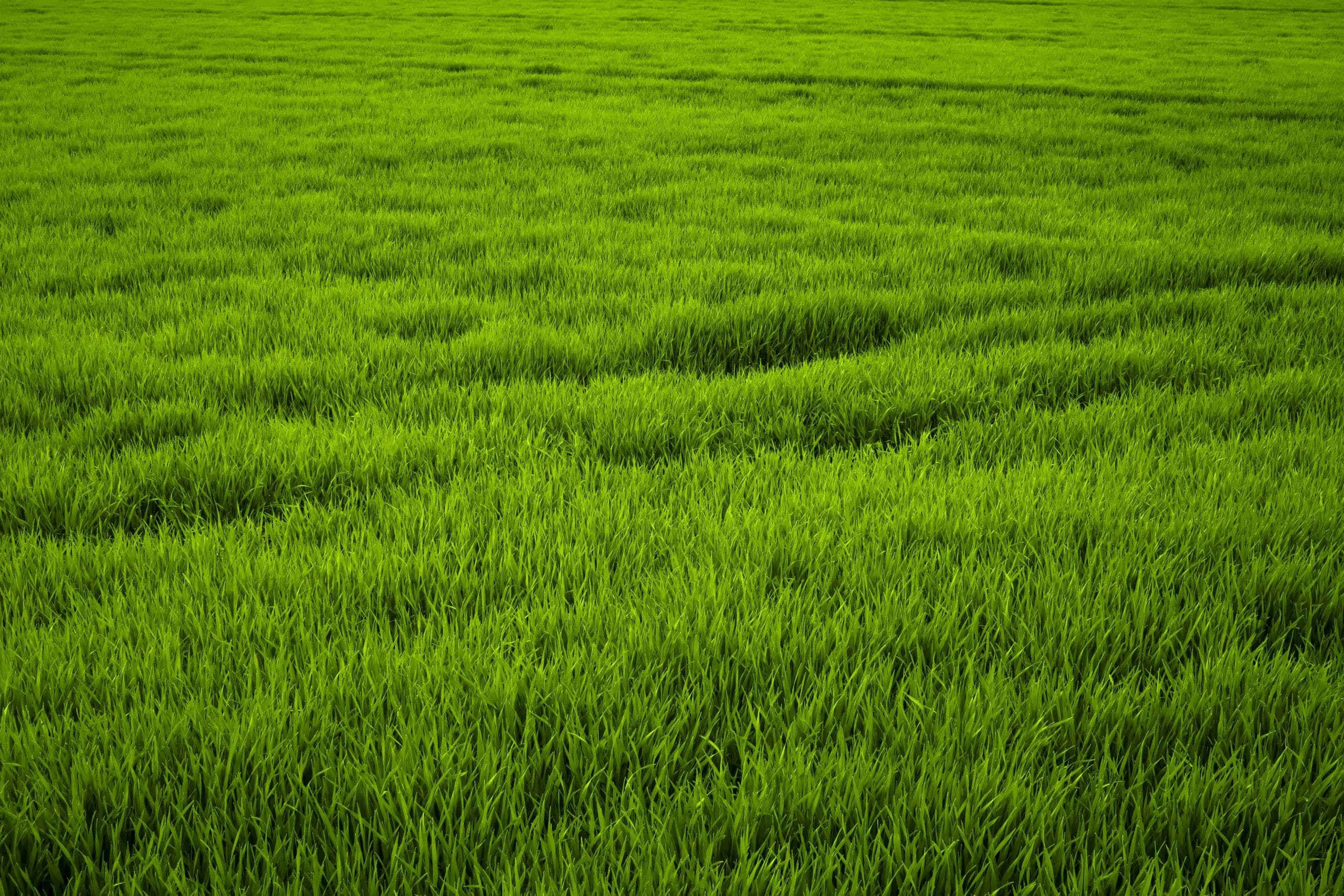 Grassy 桌布 壁紙 — 廣闊的鮮綠色草地，在柔和日光下輕輕搖曳，營造出寧靜的自然織錦。