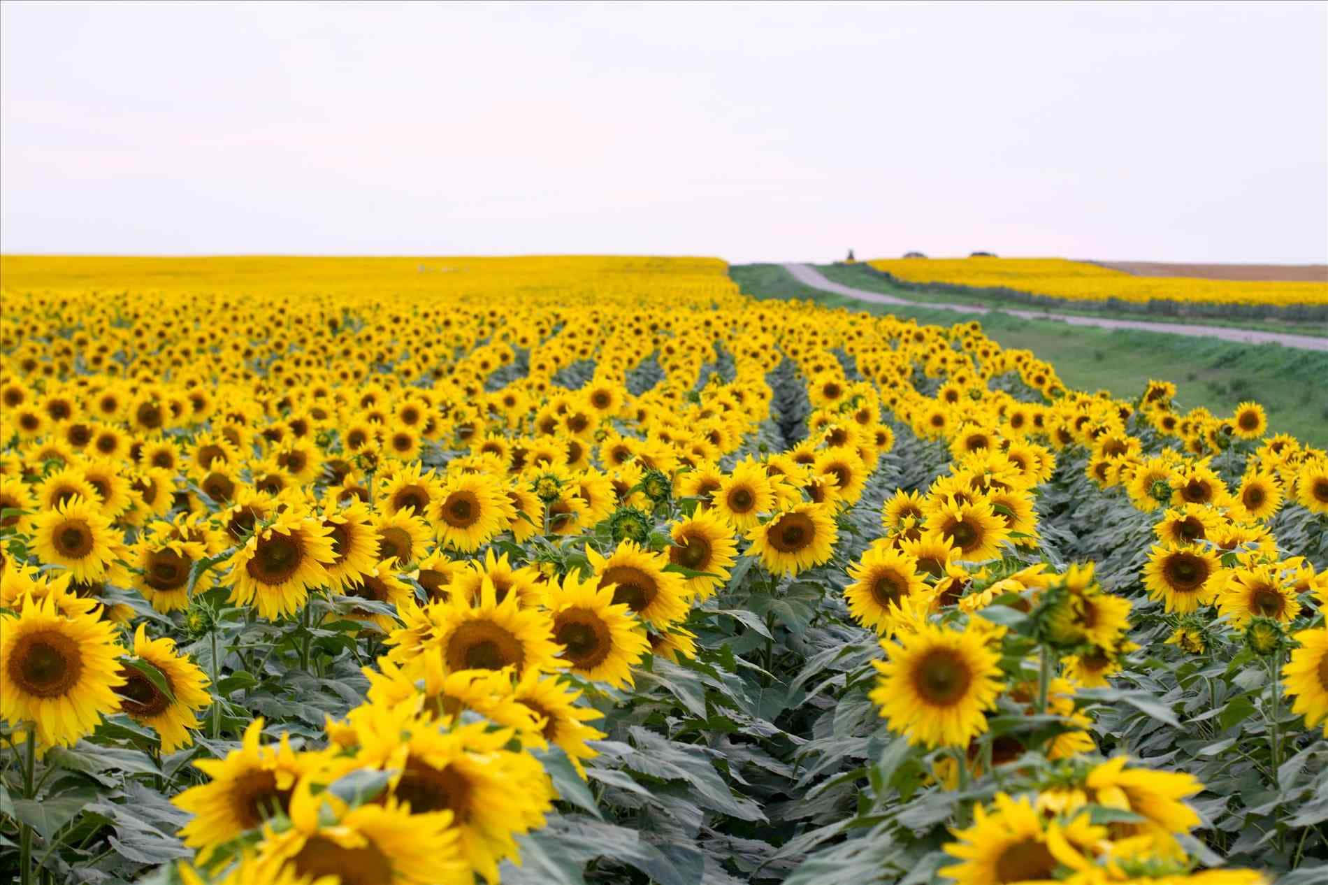 Yellow Aesthetic Desktop 桌布 壁紙 — 廣闊的鮮黃色向日葵田，在柔和日光下向蜿蜒的道路延伸。